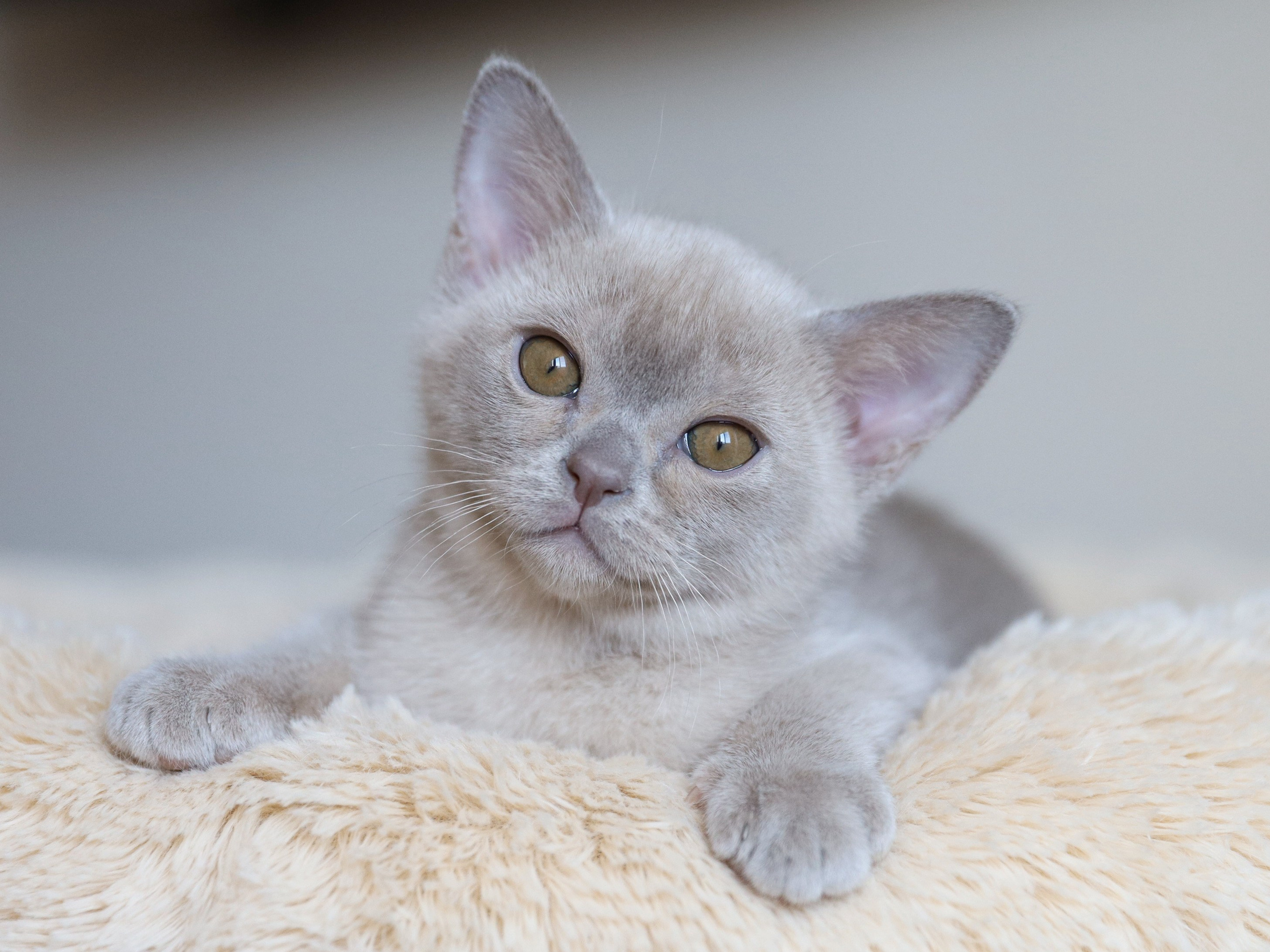 Chester. Cattery “Bouncy Life”