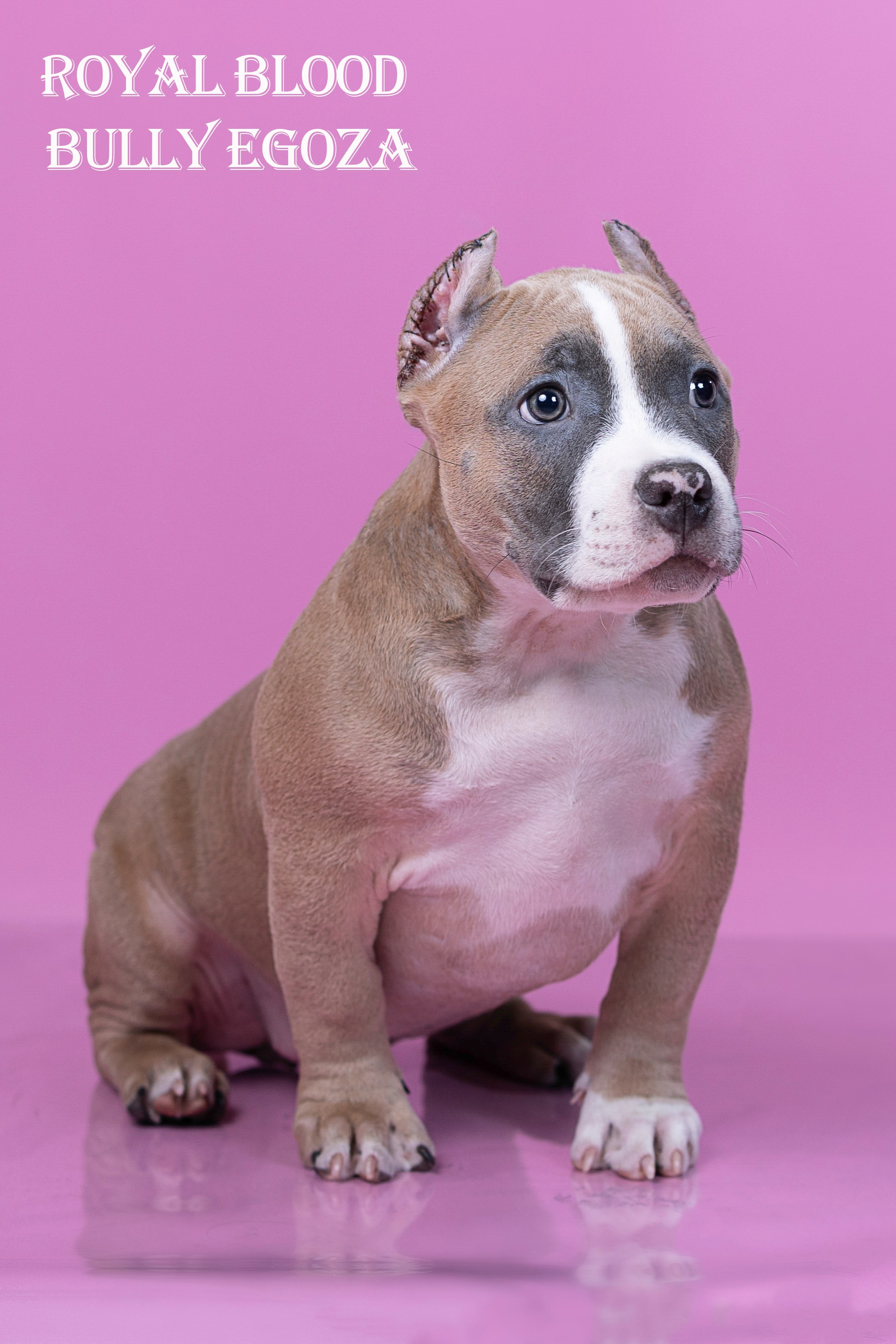 Американский булли!. Фотограф 📸 семейный, предметный, репортажный