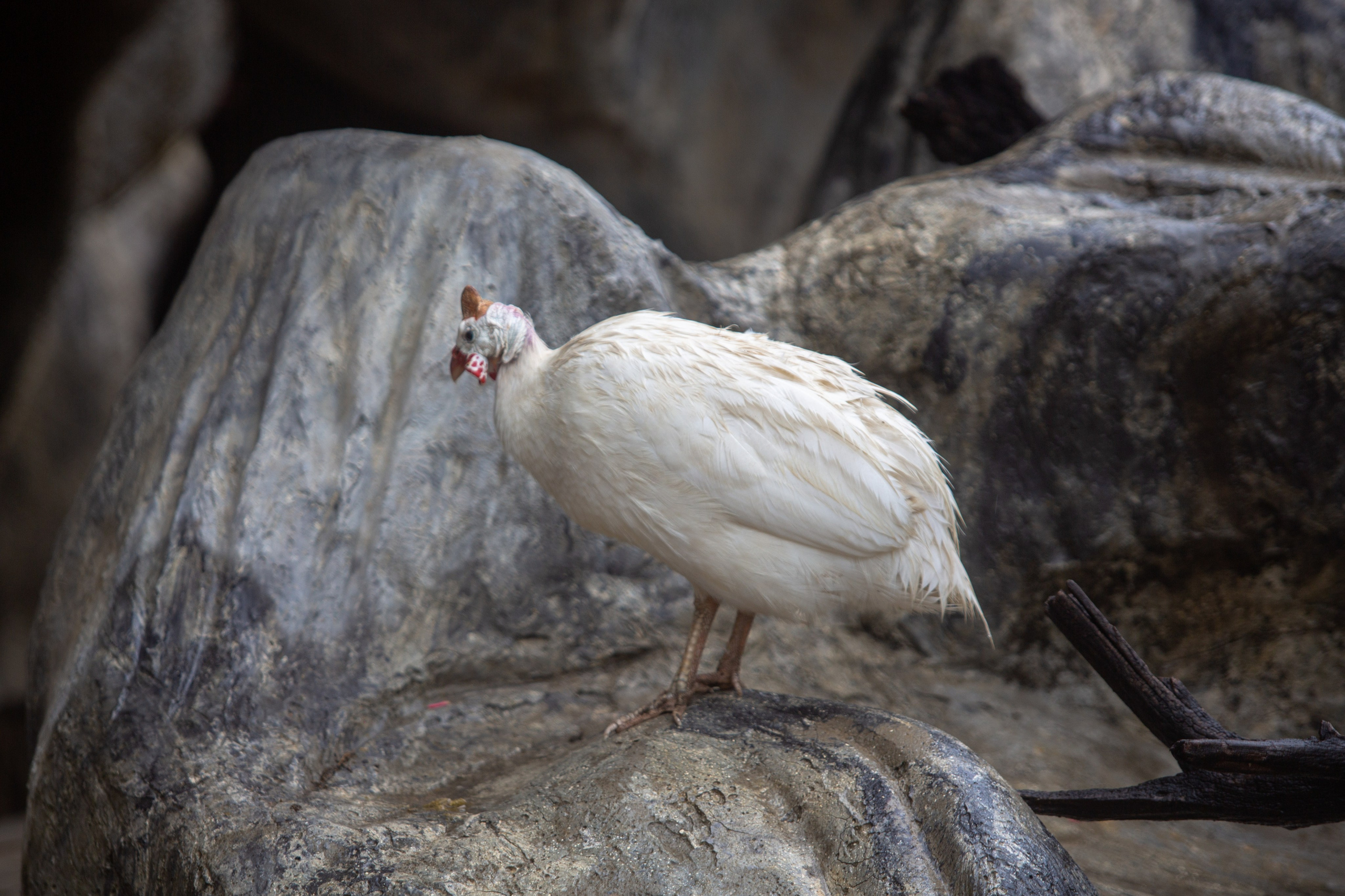 Samut Prakan Crocodile Farm & Zoo. Photographer Sonkina Tatiana (Tanya Ash)