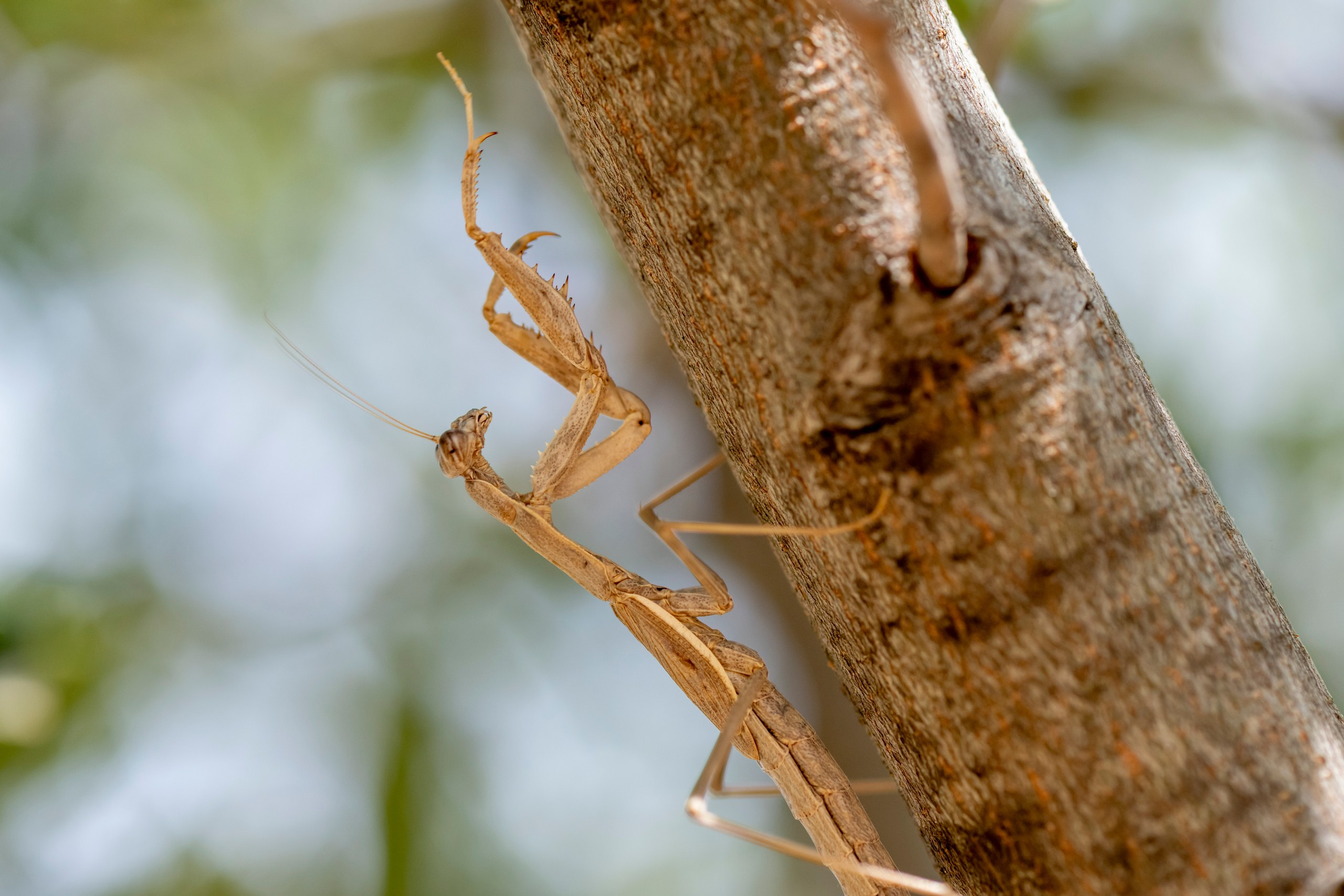 Природа Дагестана, сентябрь 2024. Foto-Zuev фотография как искусство