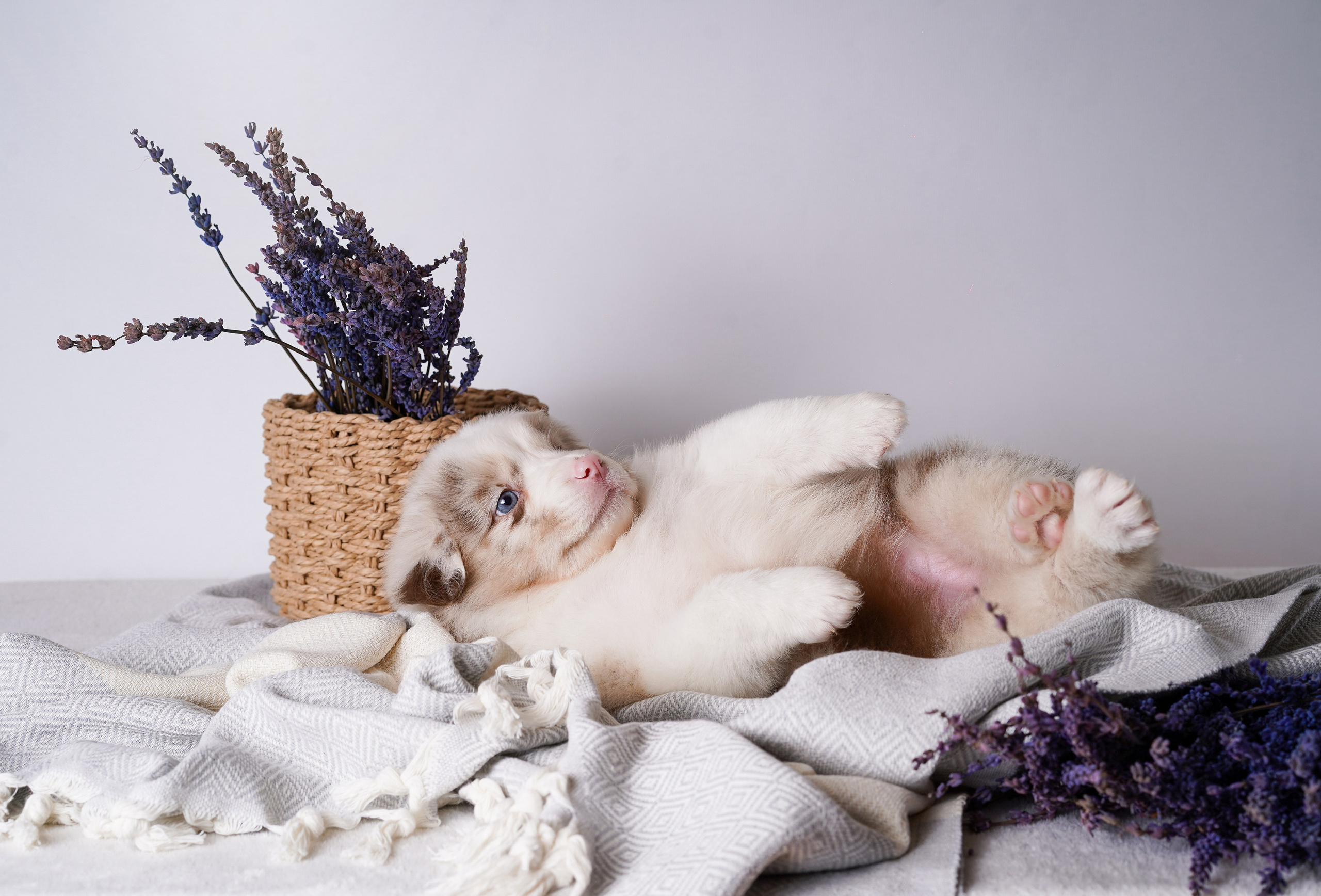 Щенки австралийской овчарки. Фотограф-анималист в Санкт-Петербурге Яна Мартынова