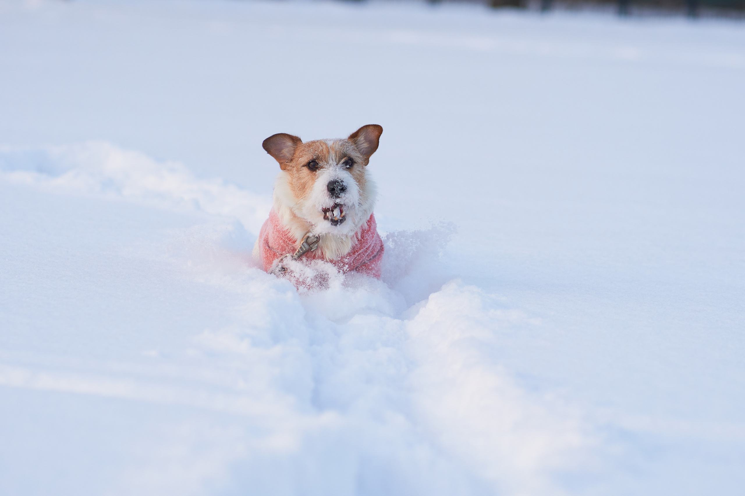 Jack Russell Terrier