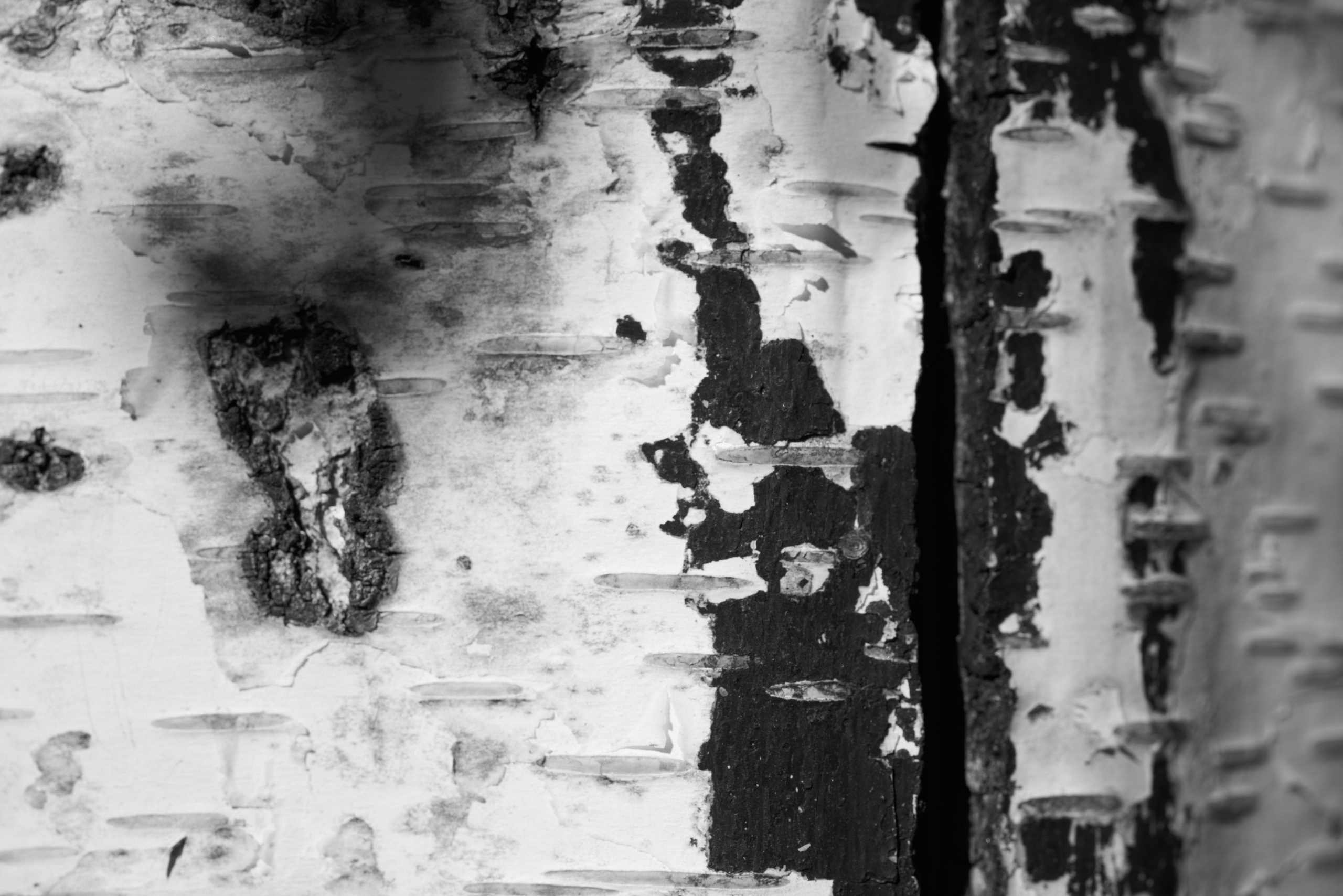 Кора берёзы