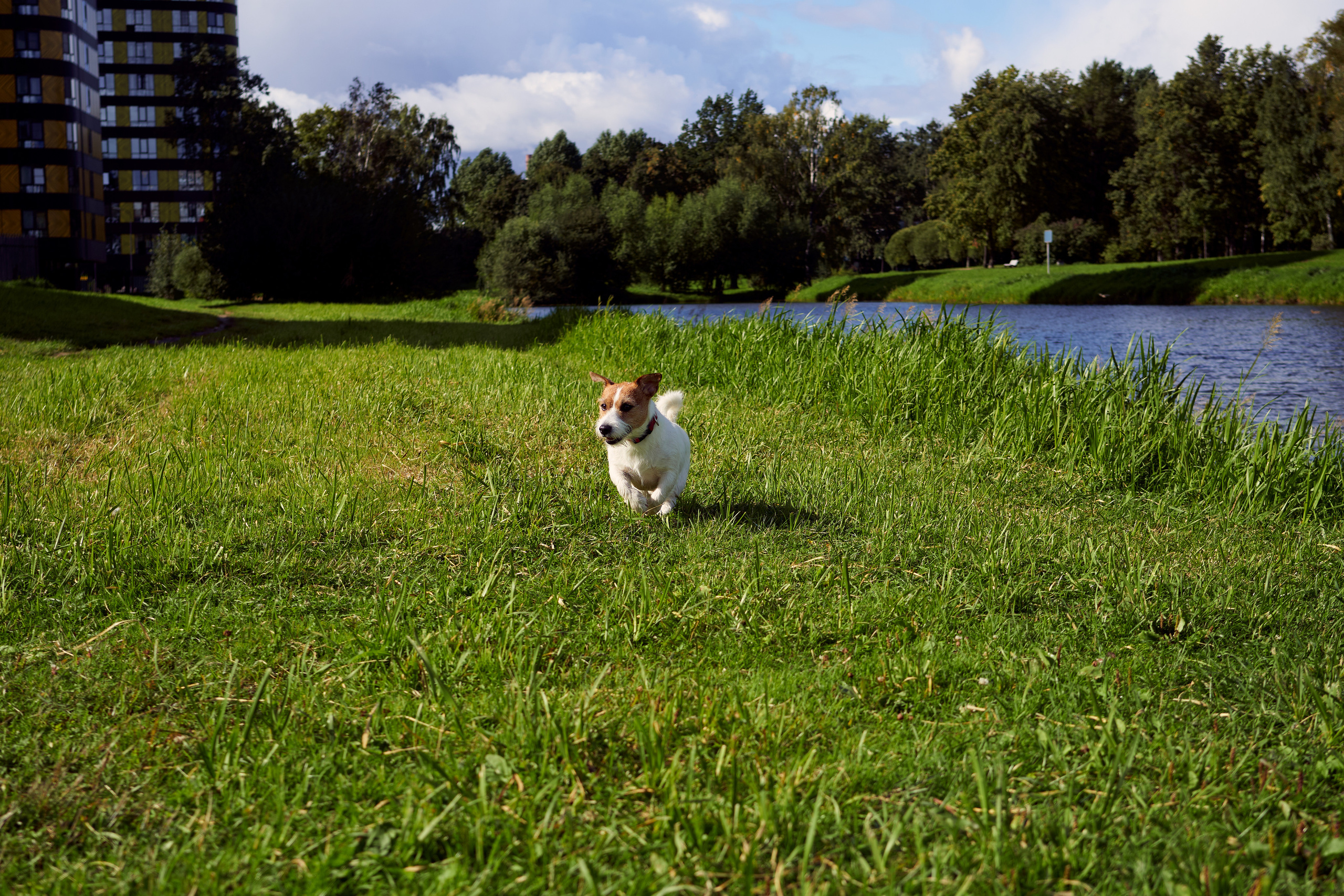 Jack Russell Terrier