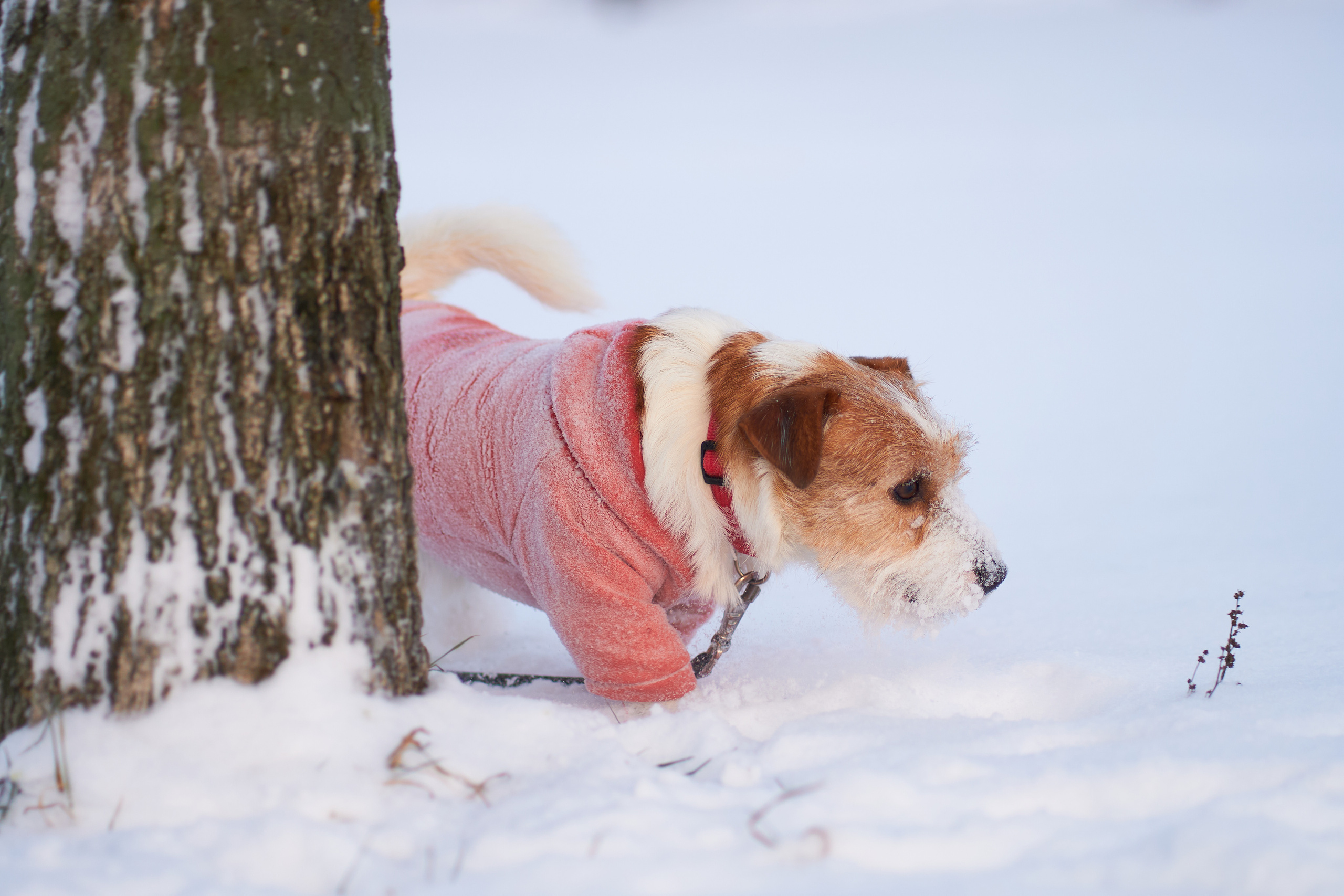 Jack Russell Terrier