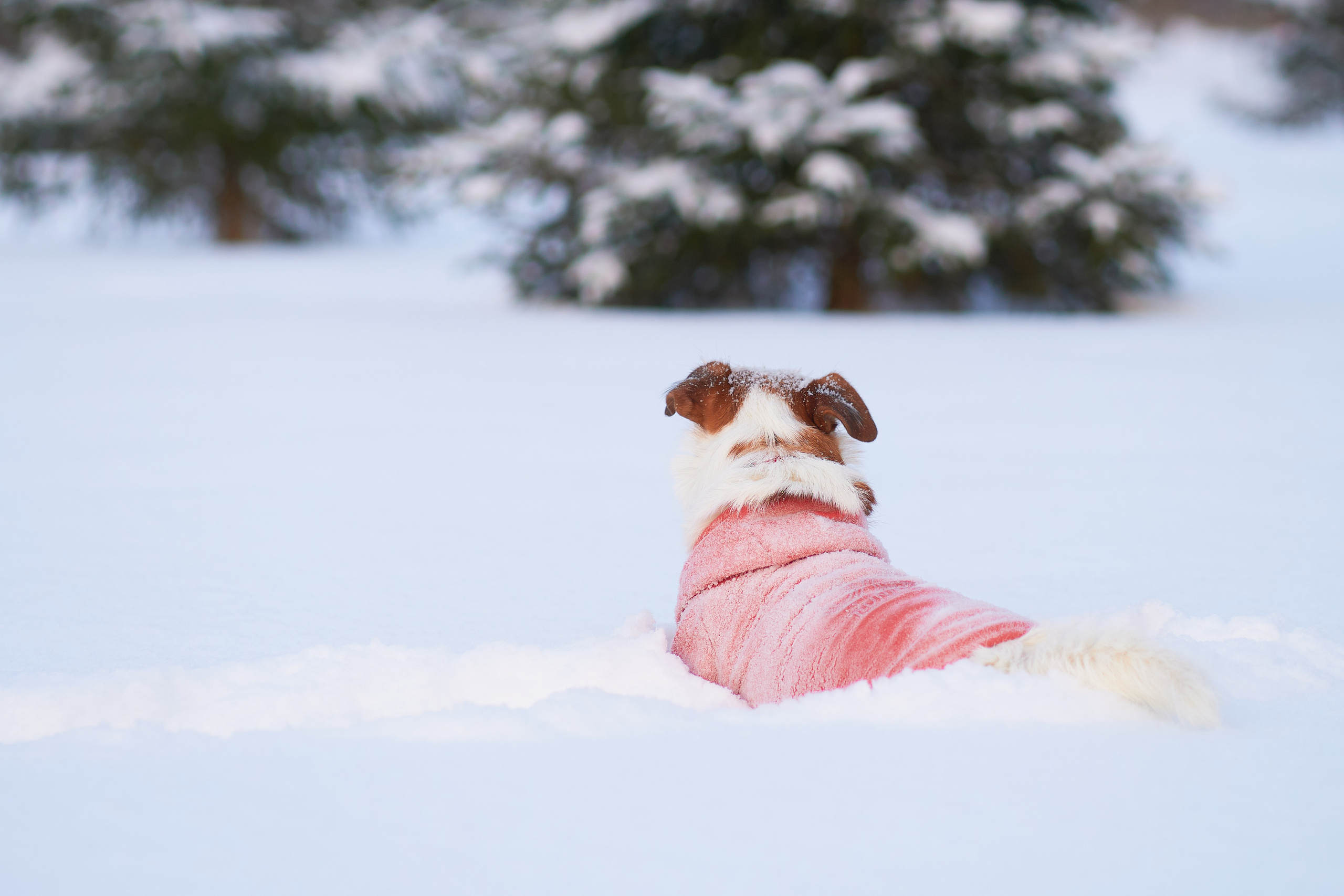 Jack Russell Terrier
