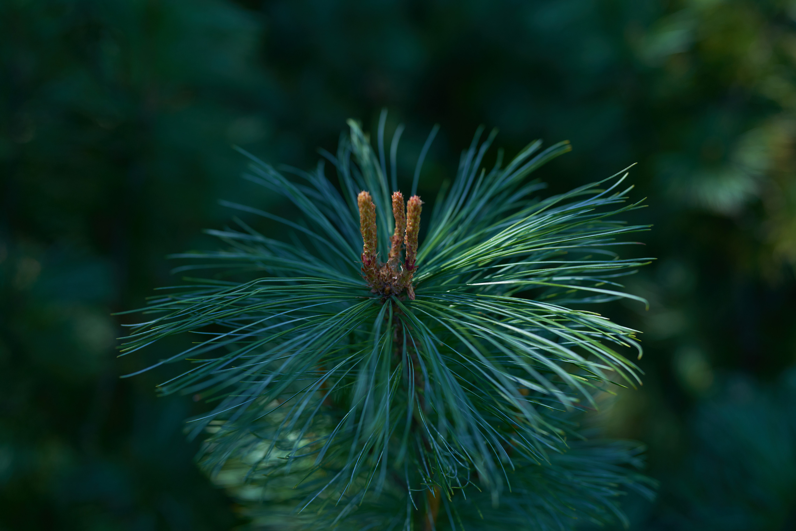 Ель в Ботаническом саду в Санкт-Петербурге