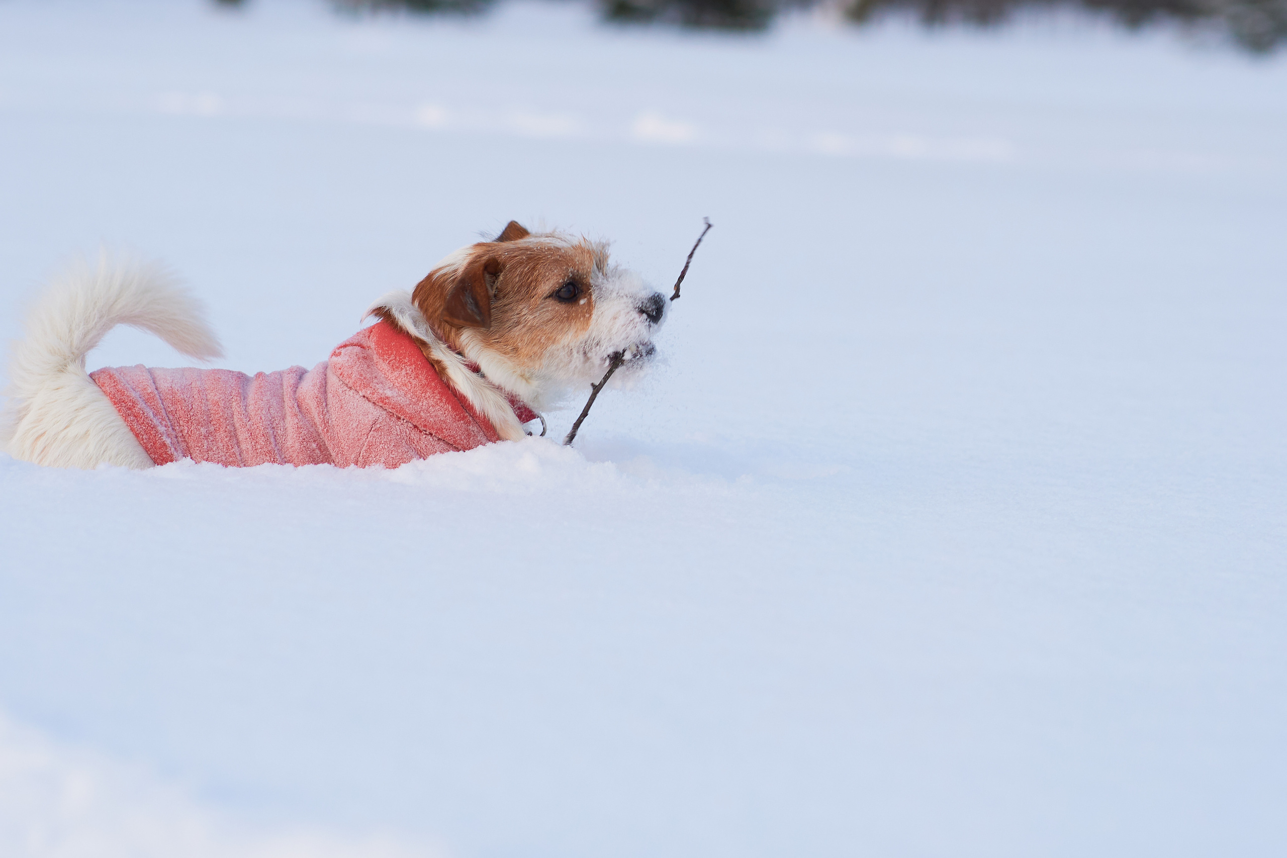 Jack Russell Terrier