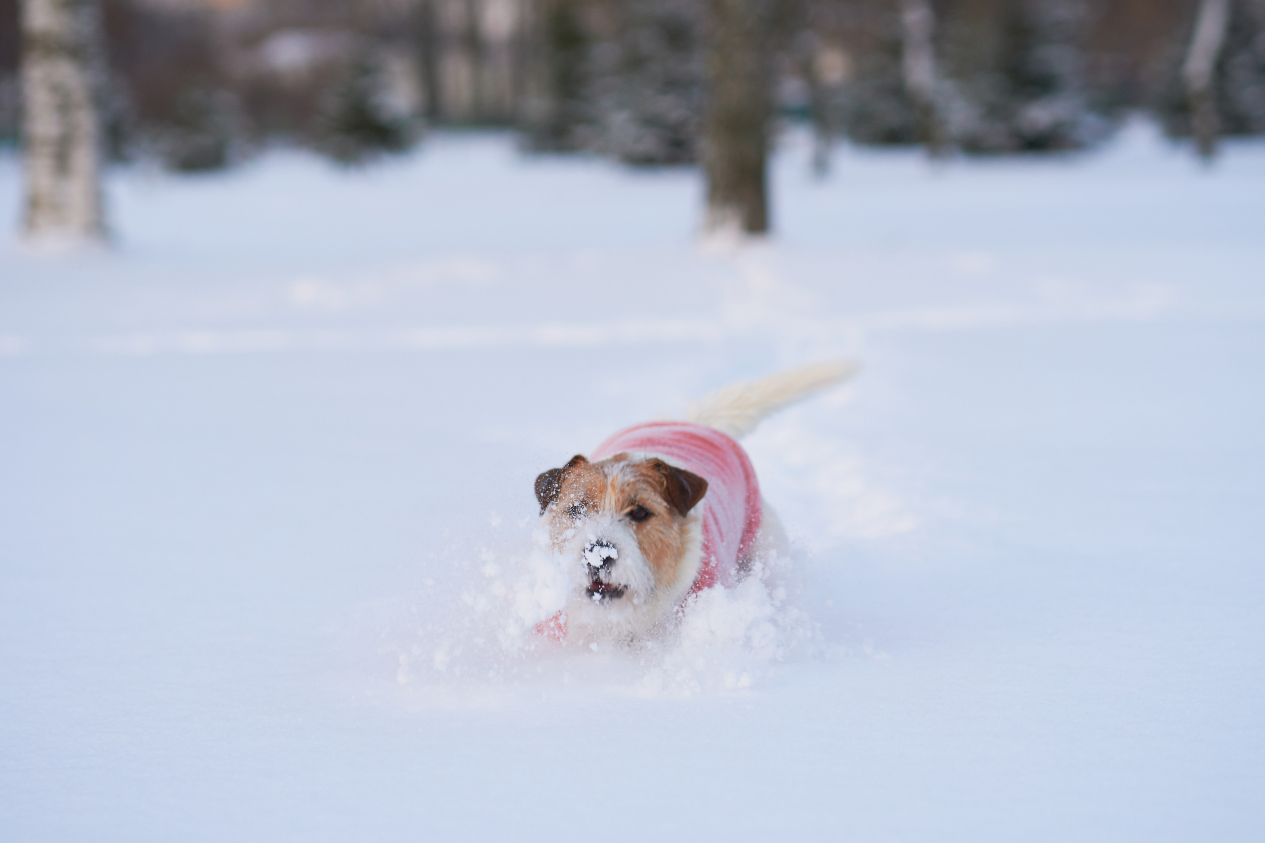 Jack Russell Terrier