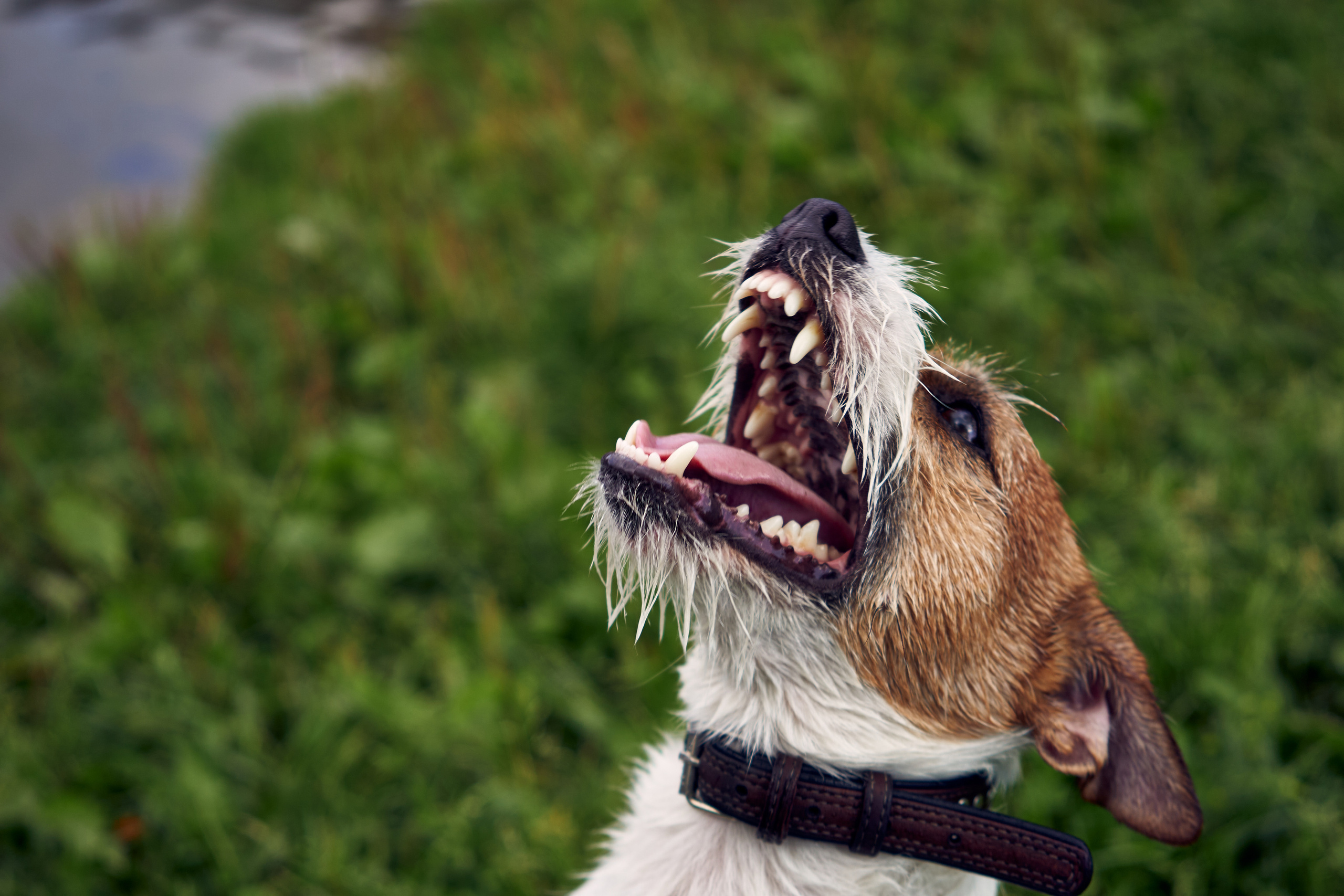 Jack Russell Terrier