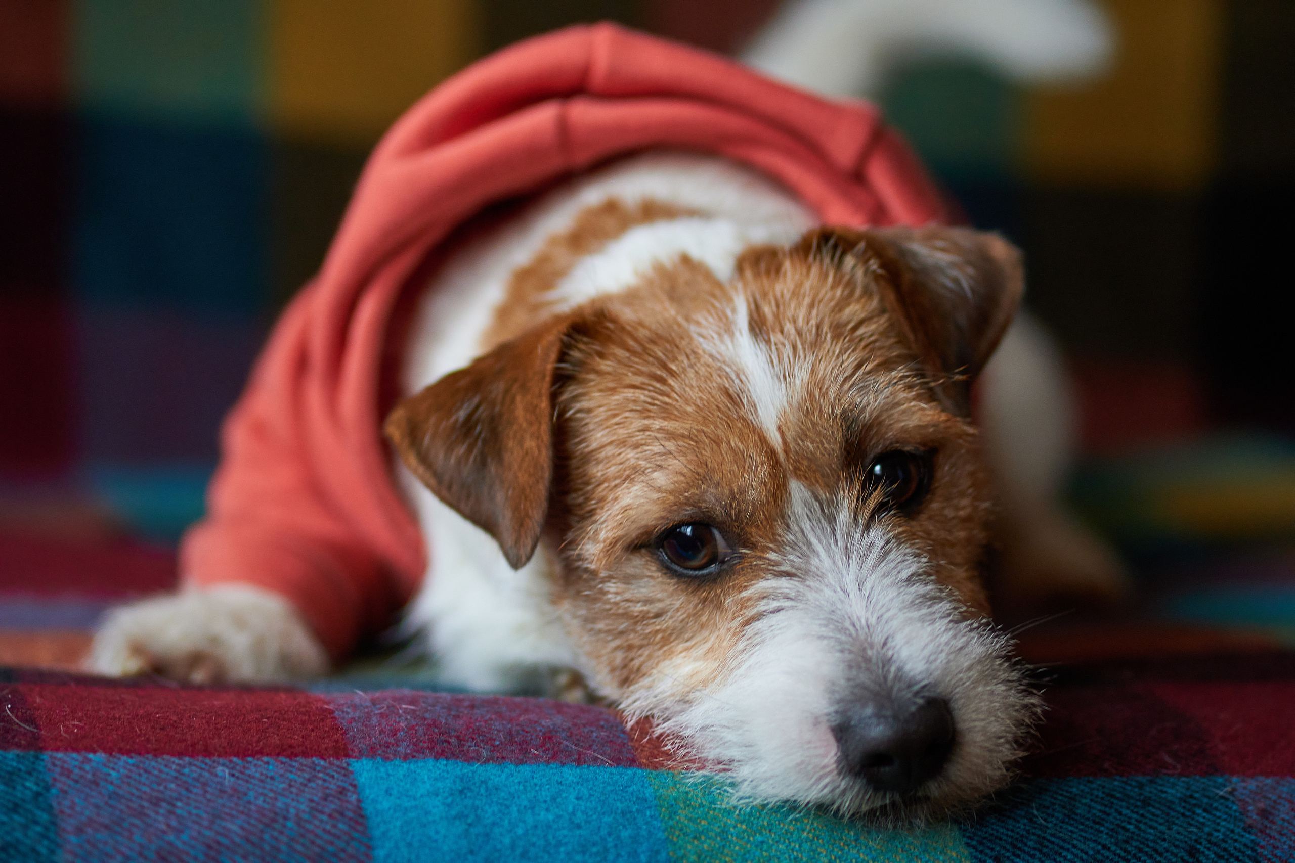 Jack Russell Terrier