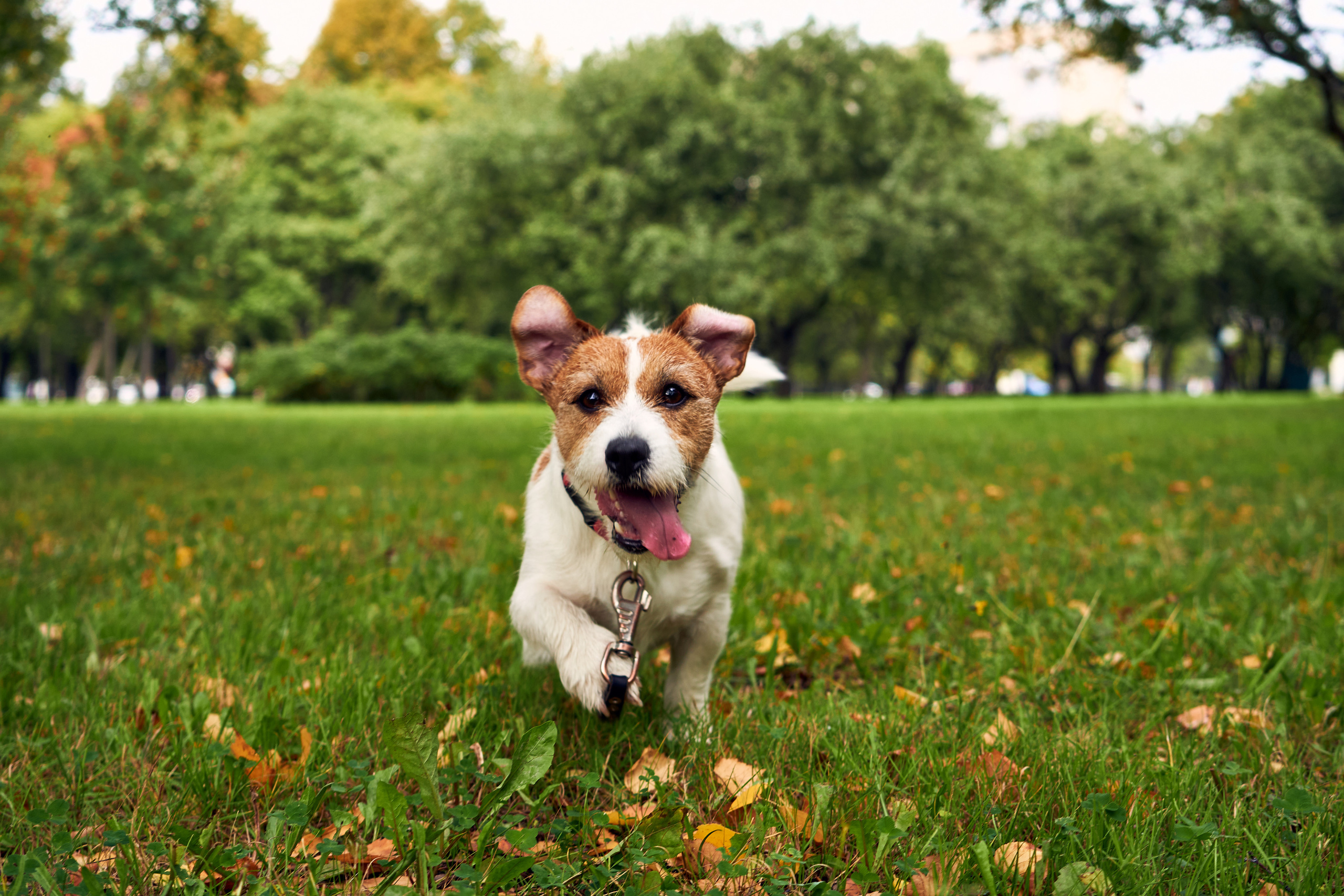 Jack Russell Terrier