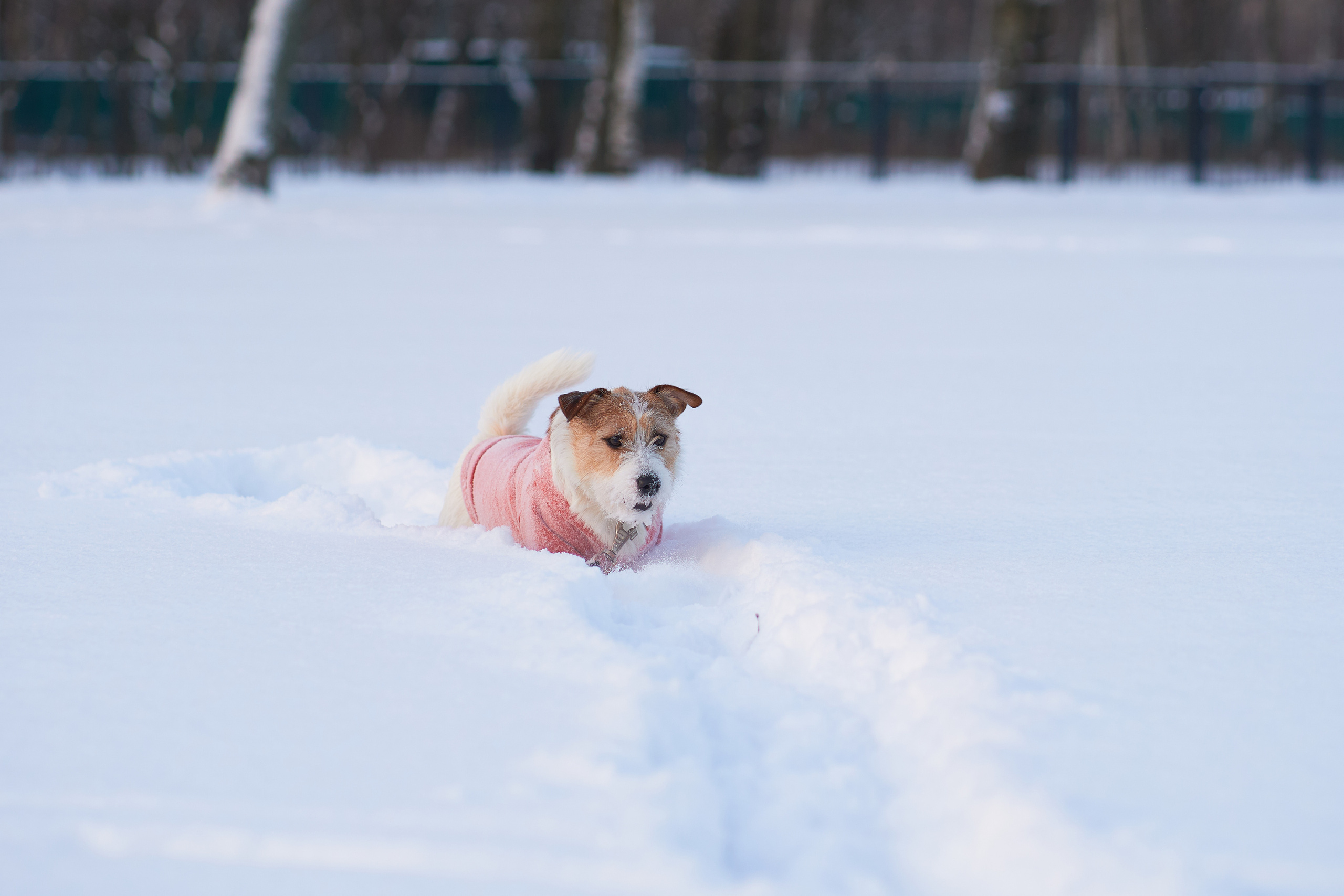 Jack Russell Terrier