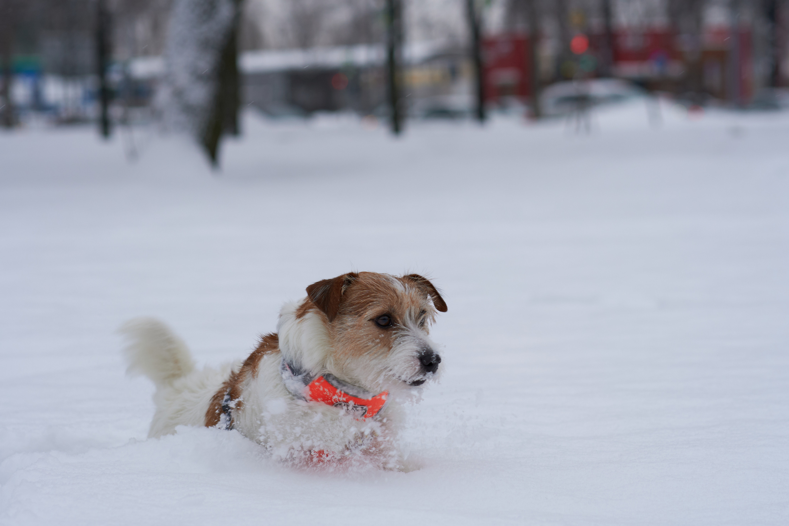 Jack Russell Terrier