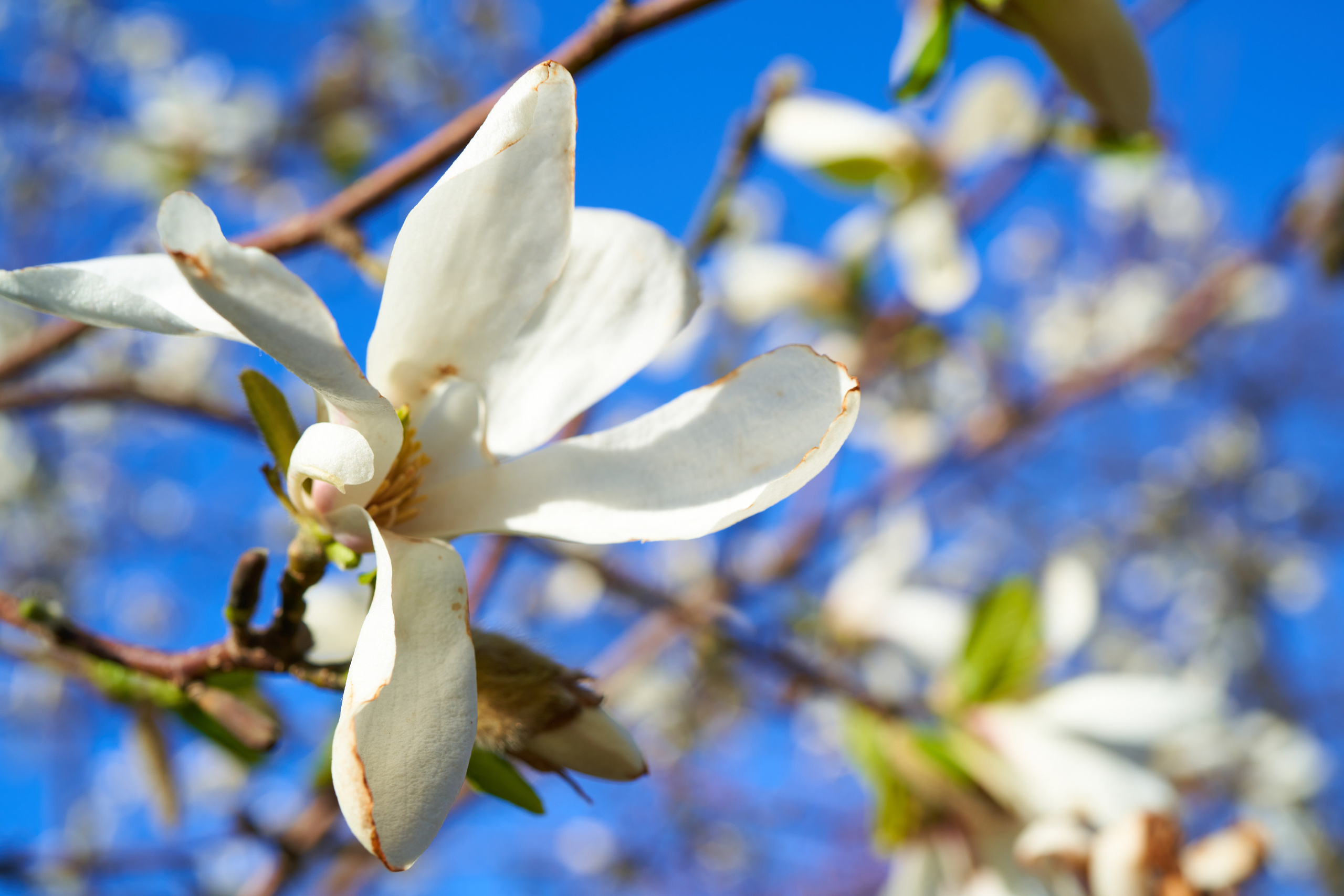 Магнолия цветёт в Ботаническом саду в Санкт-Петербурге