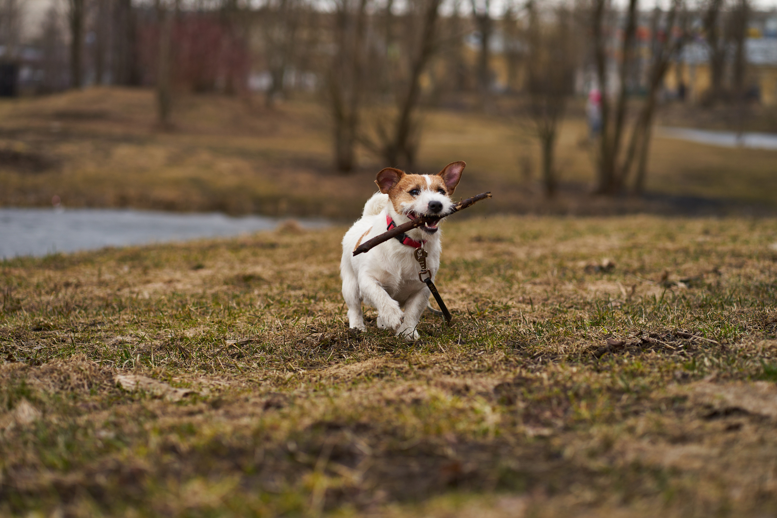Jack Russell Terrier