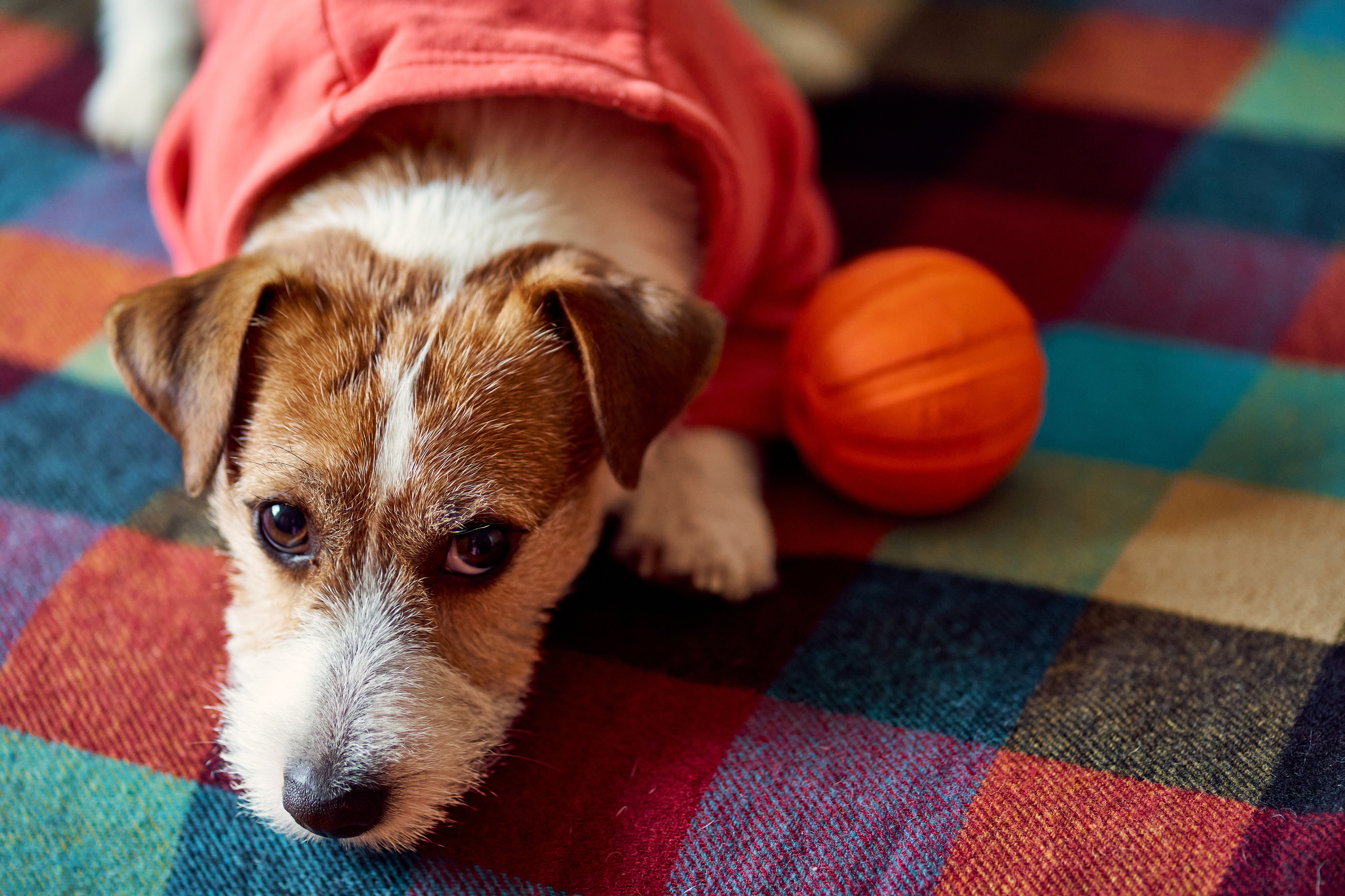 Jack Russell Terrier Джек Рассел Терьер с мячом