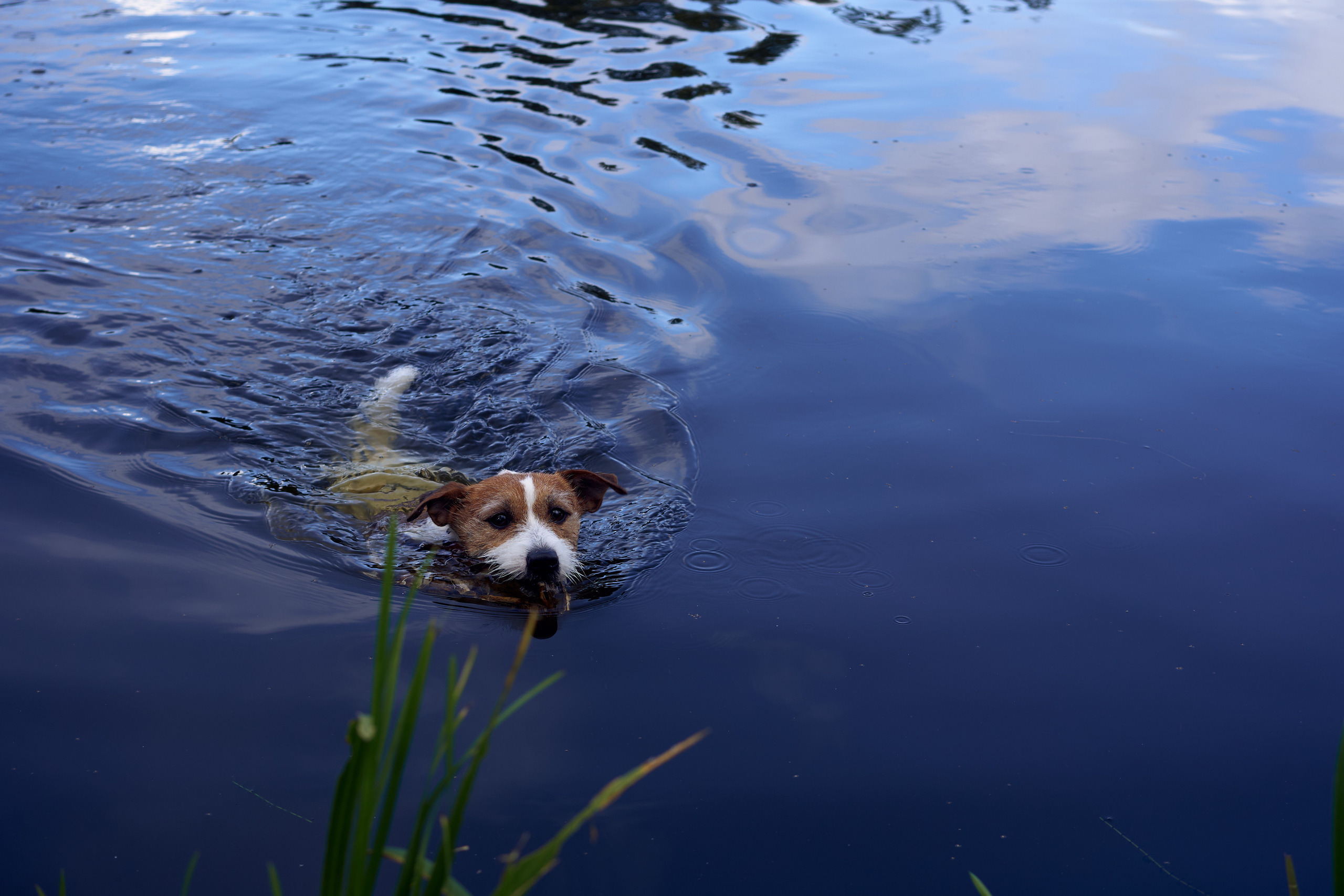 Jack Russell Terrier Джек Рассел Терьер хороший пловец