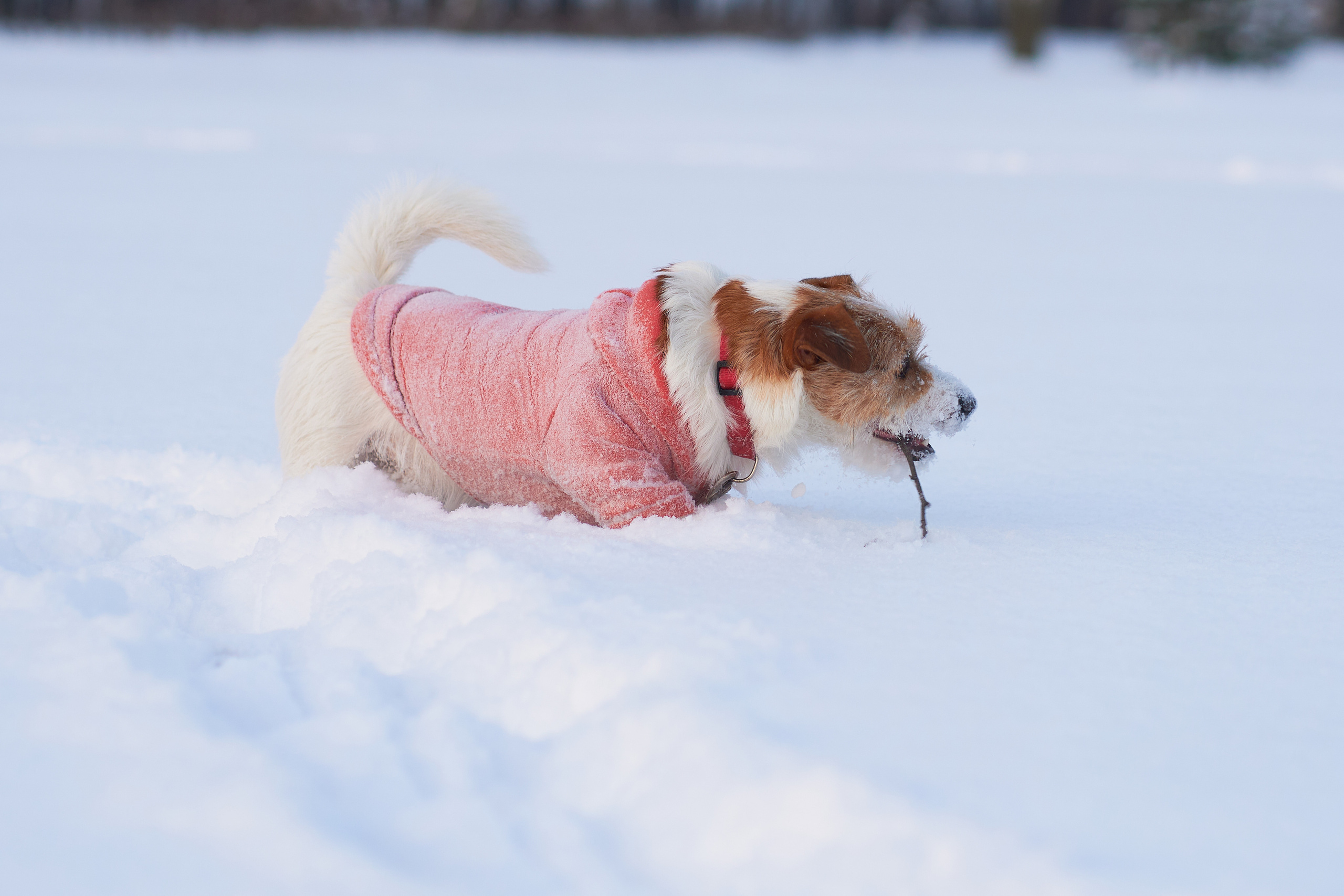 Jack Russell Terrier