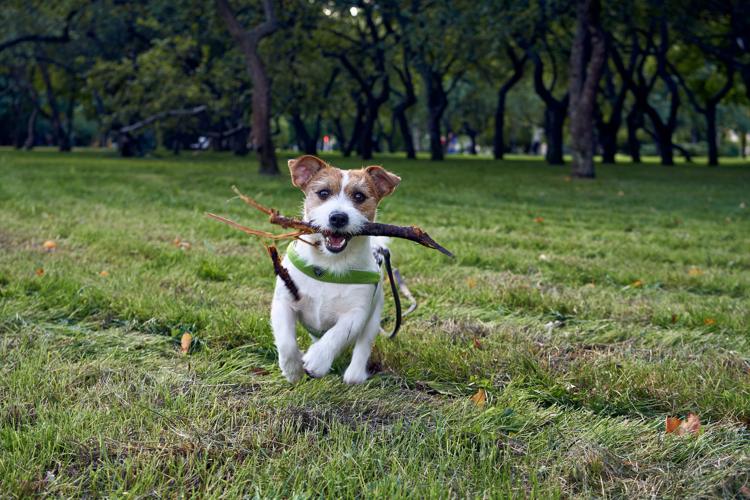 Jack Russell Terrier