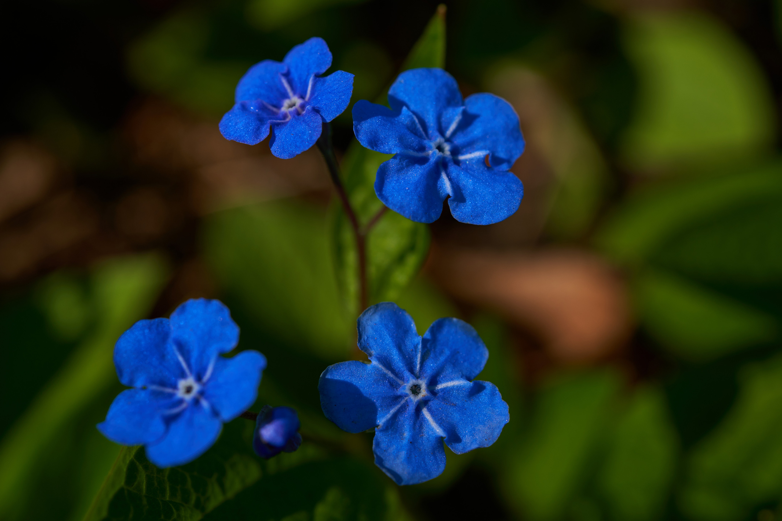 Цветы и Весна в Ботаническом саду в Санкт-Петербурге