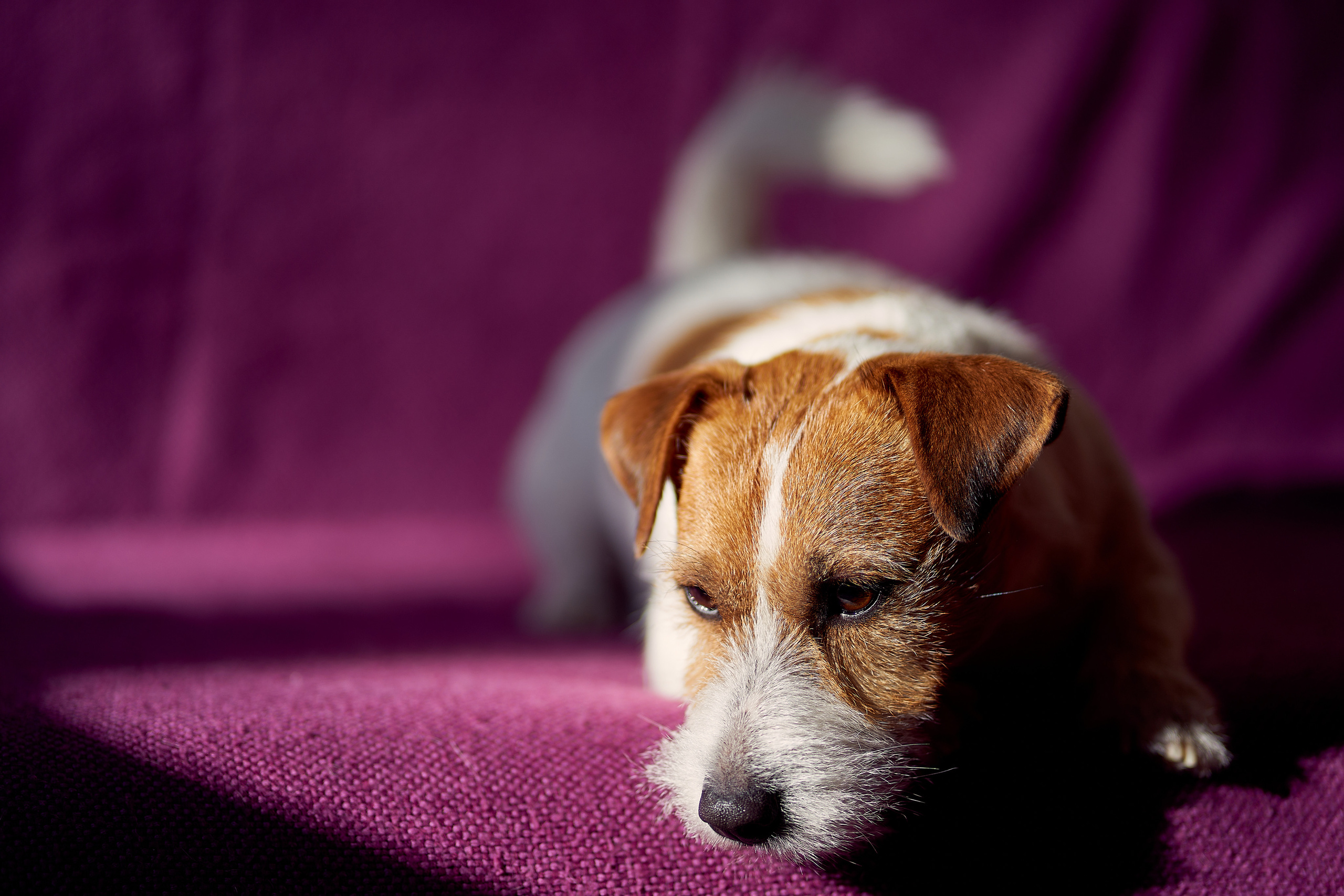 Jack Russell Terrier