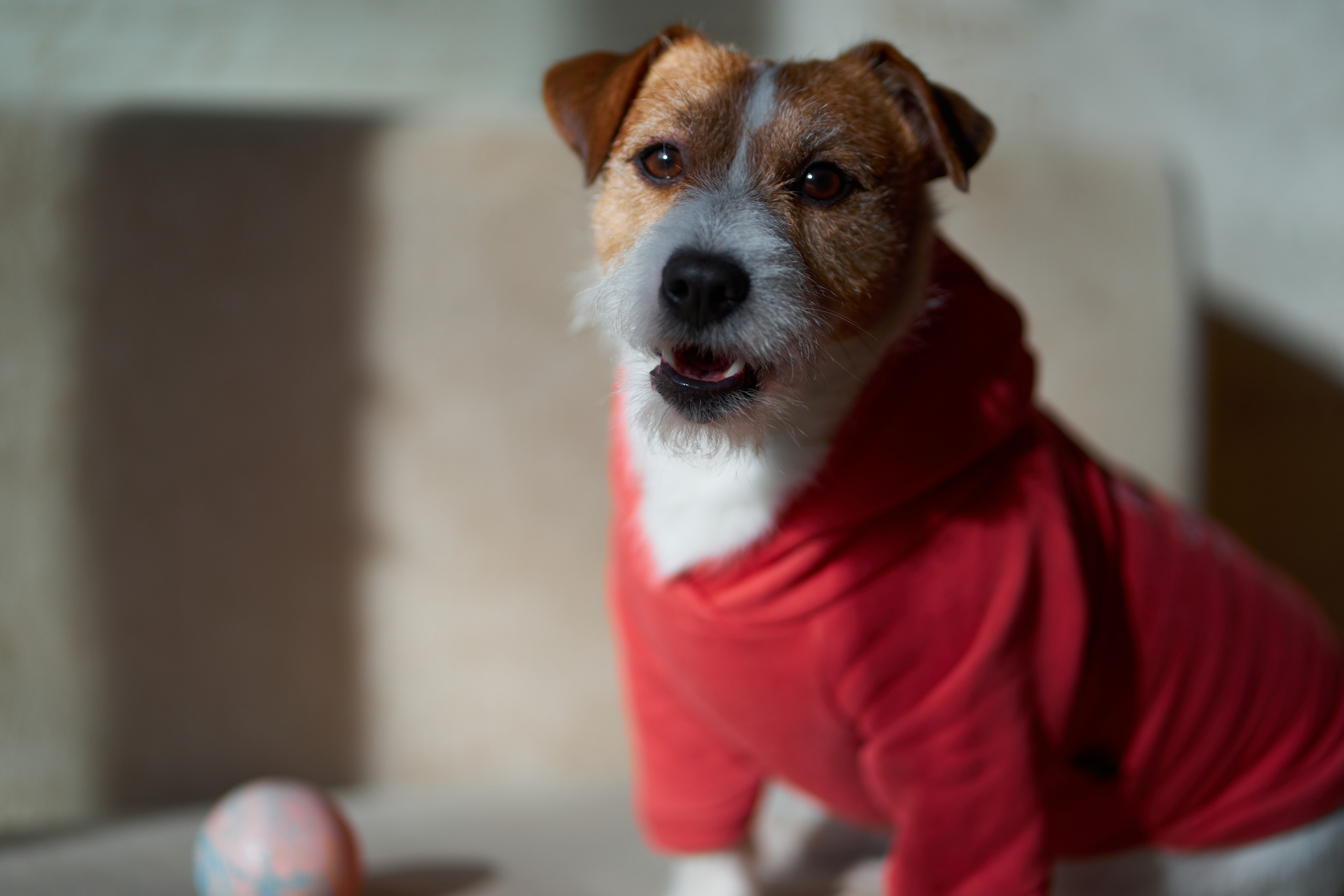 Jack Russell Terrier