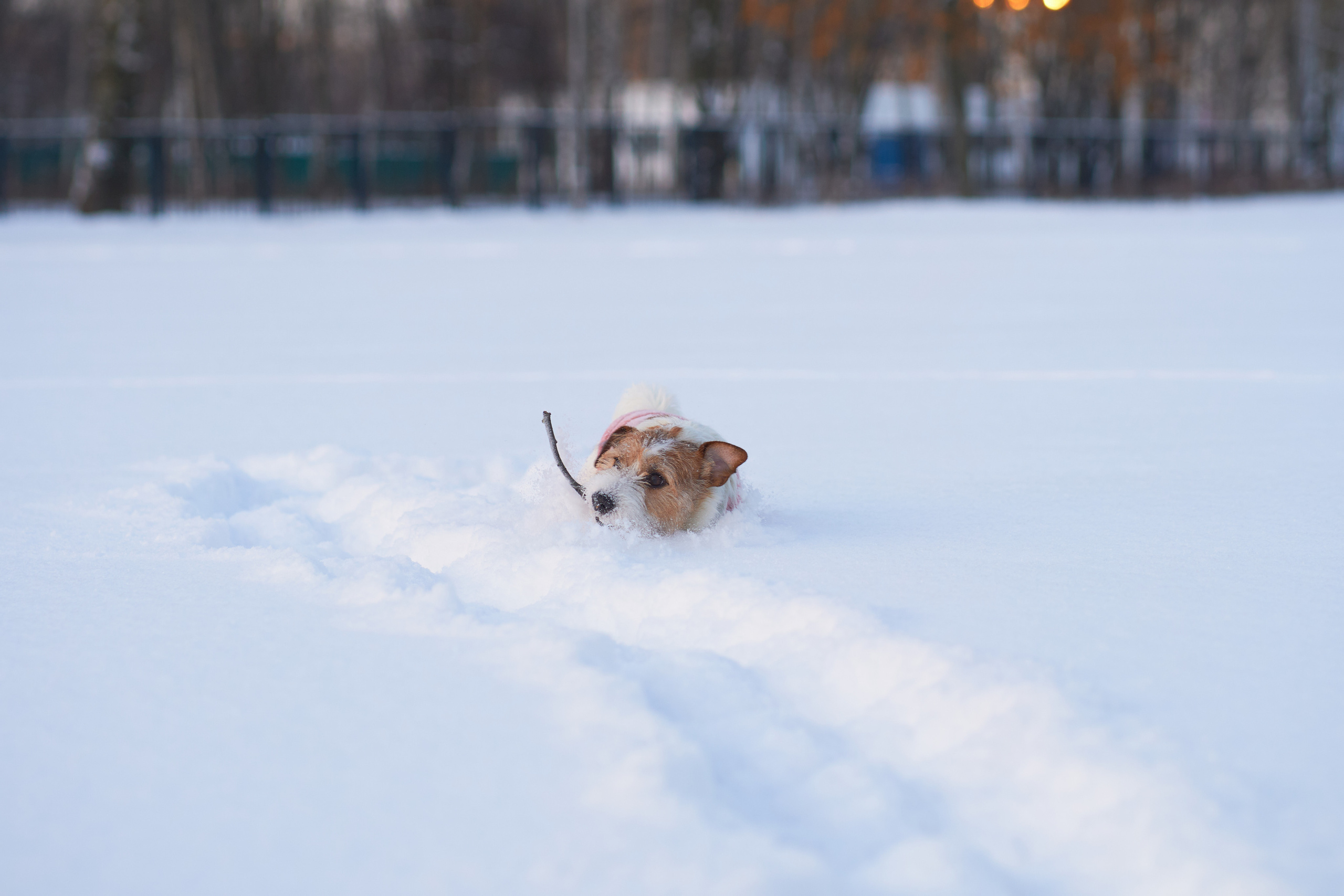 Jack Russell Terrier