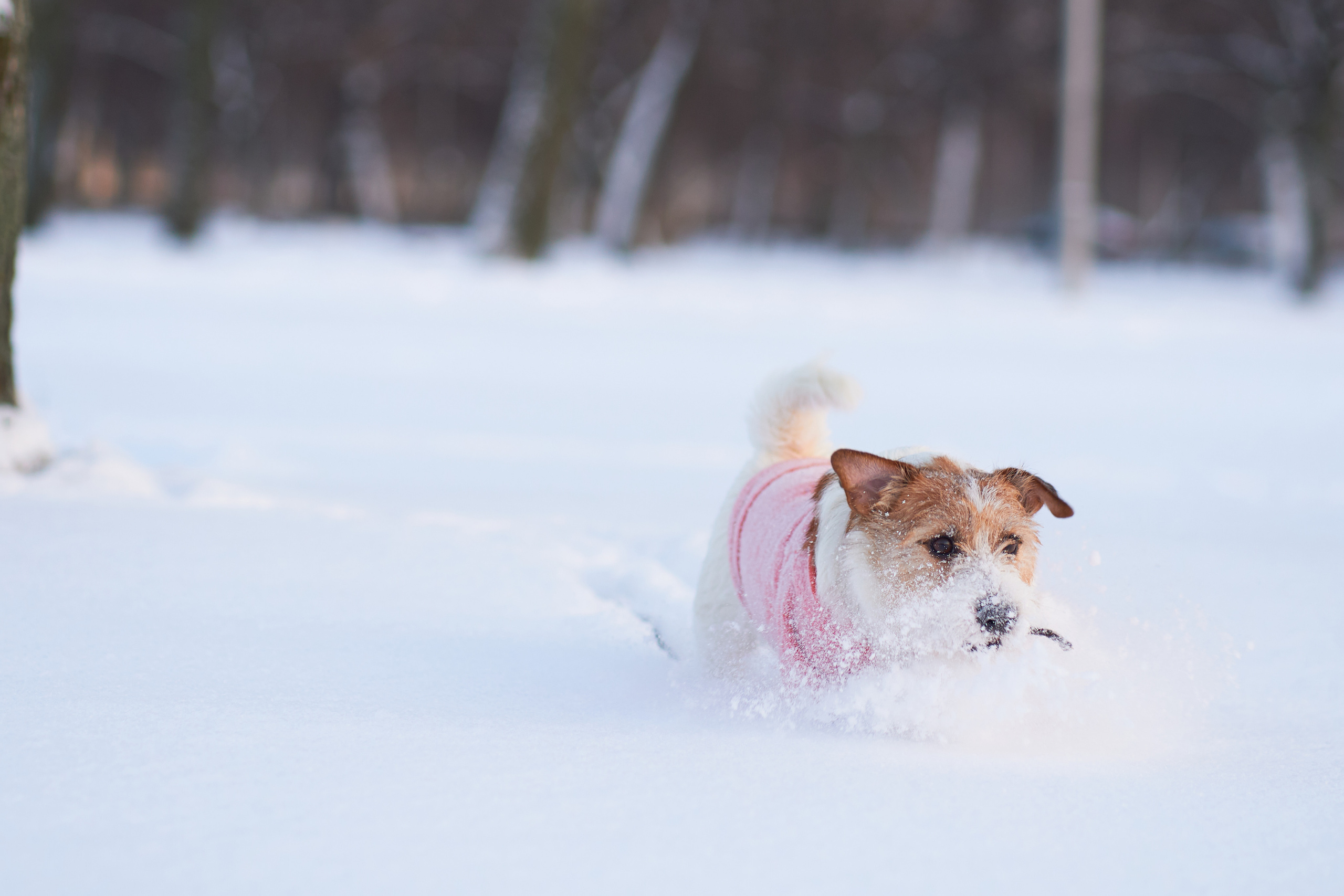 Jack Russell Terrier