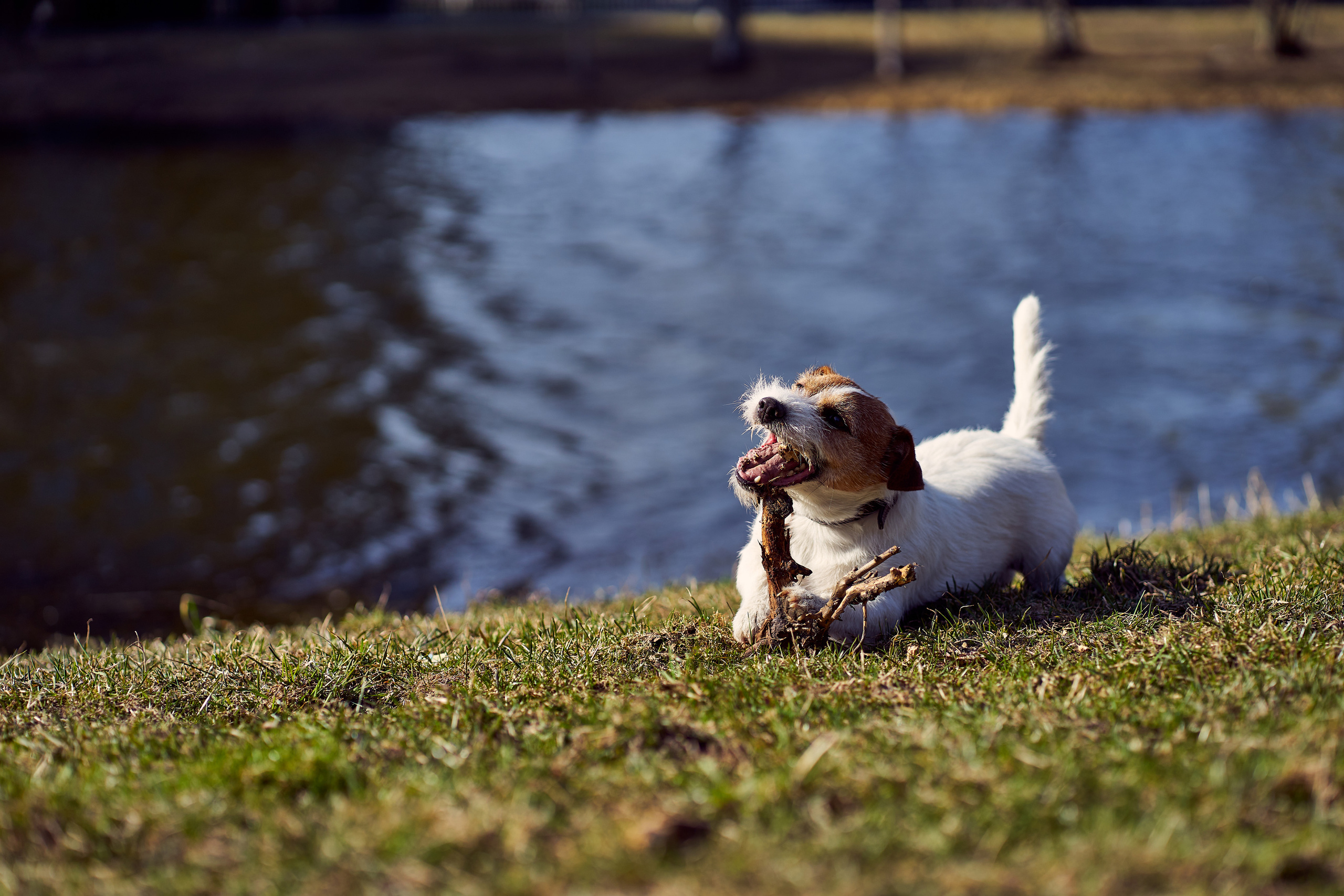 Jack Russell Terrier