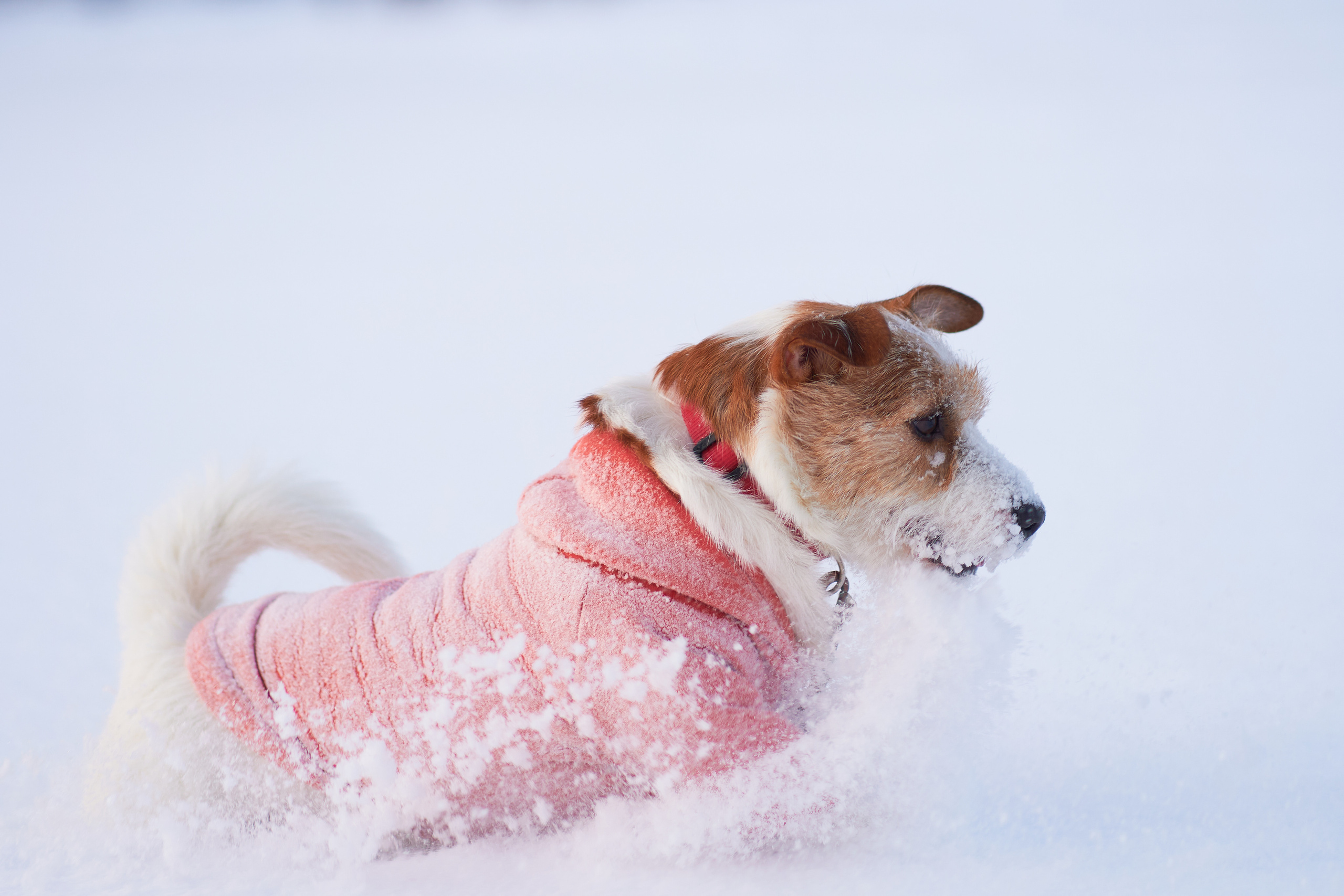 Jack Russell Terrier