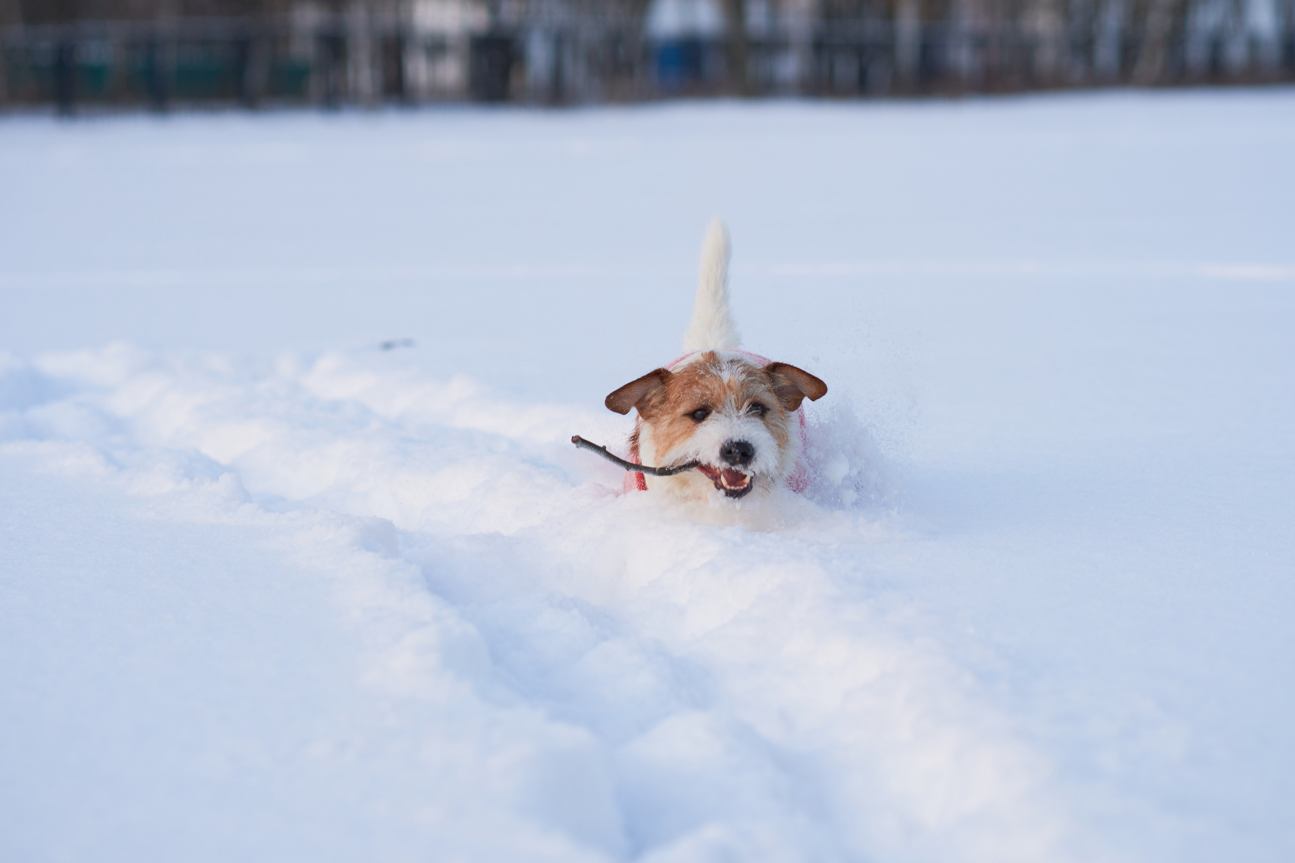 Jack Russell Terrier
