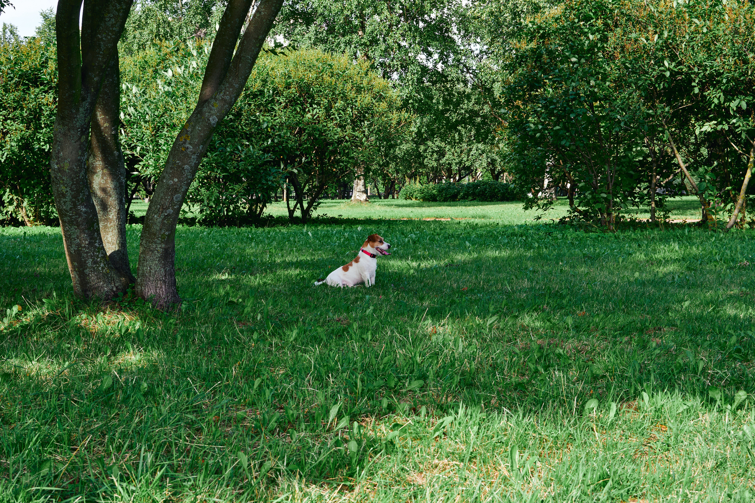 Jack Russell Terrier