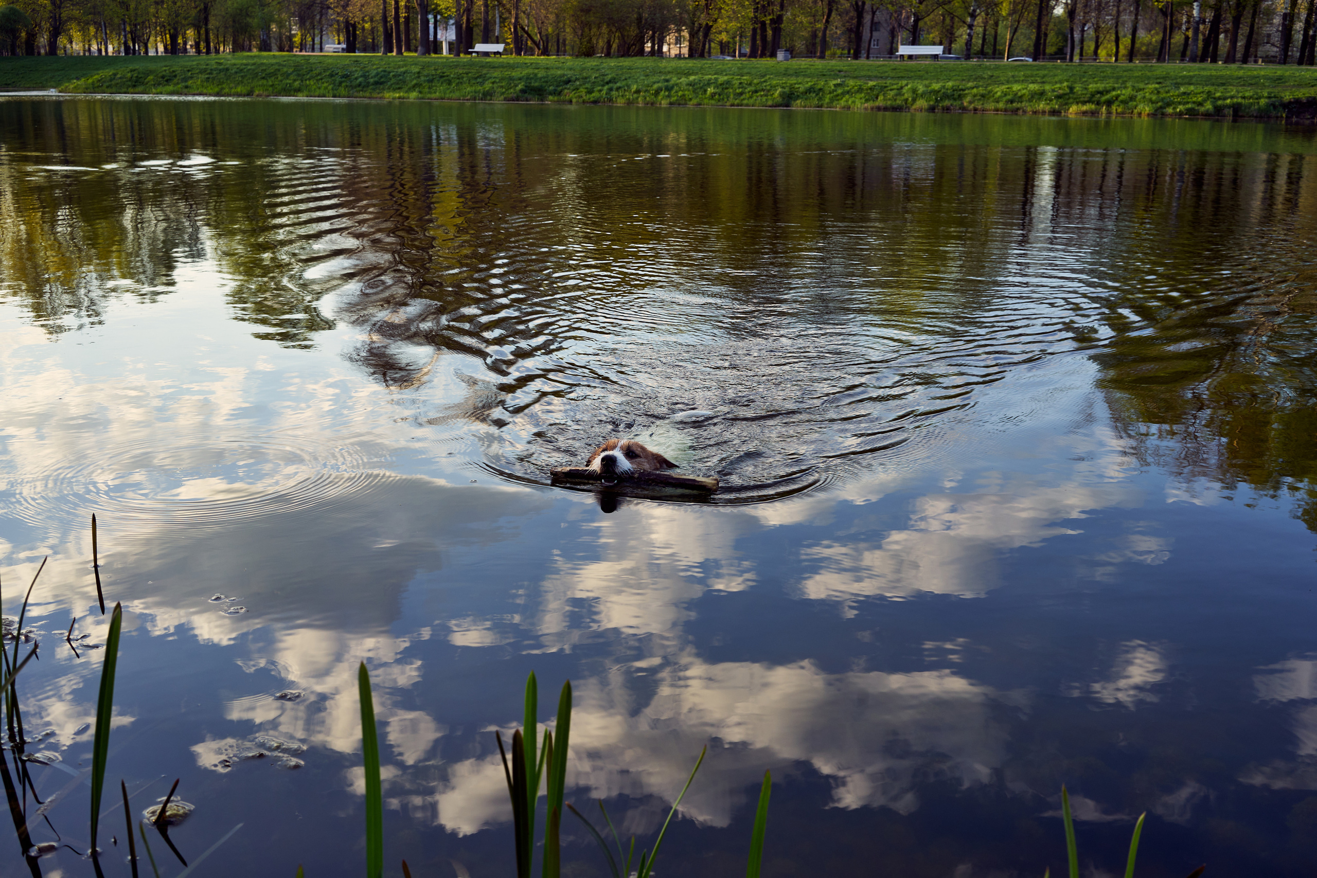 Jack Russell Terrier Джек Рассел Терьер плавает в пруду