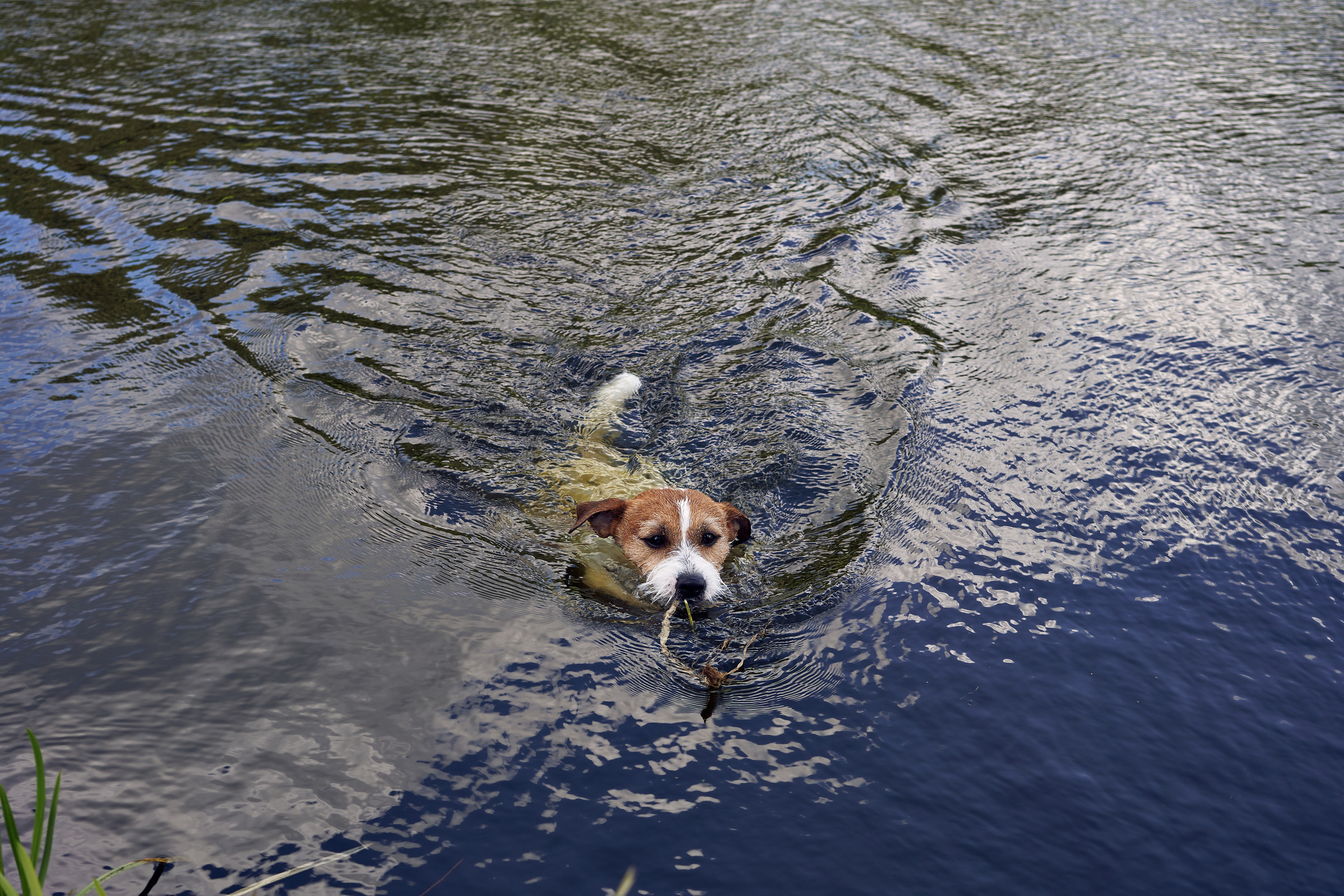 Jack Russell Terrier Джек Рассел Терьер пловец