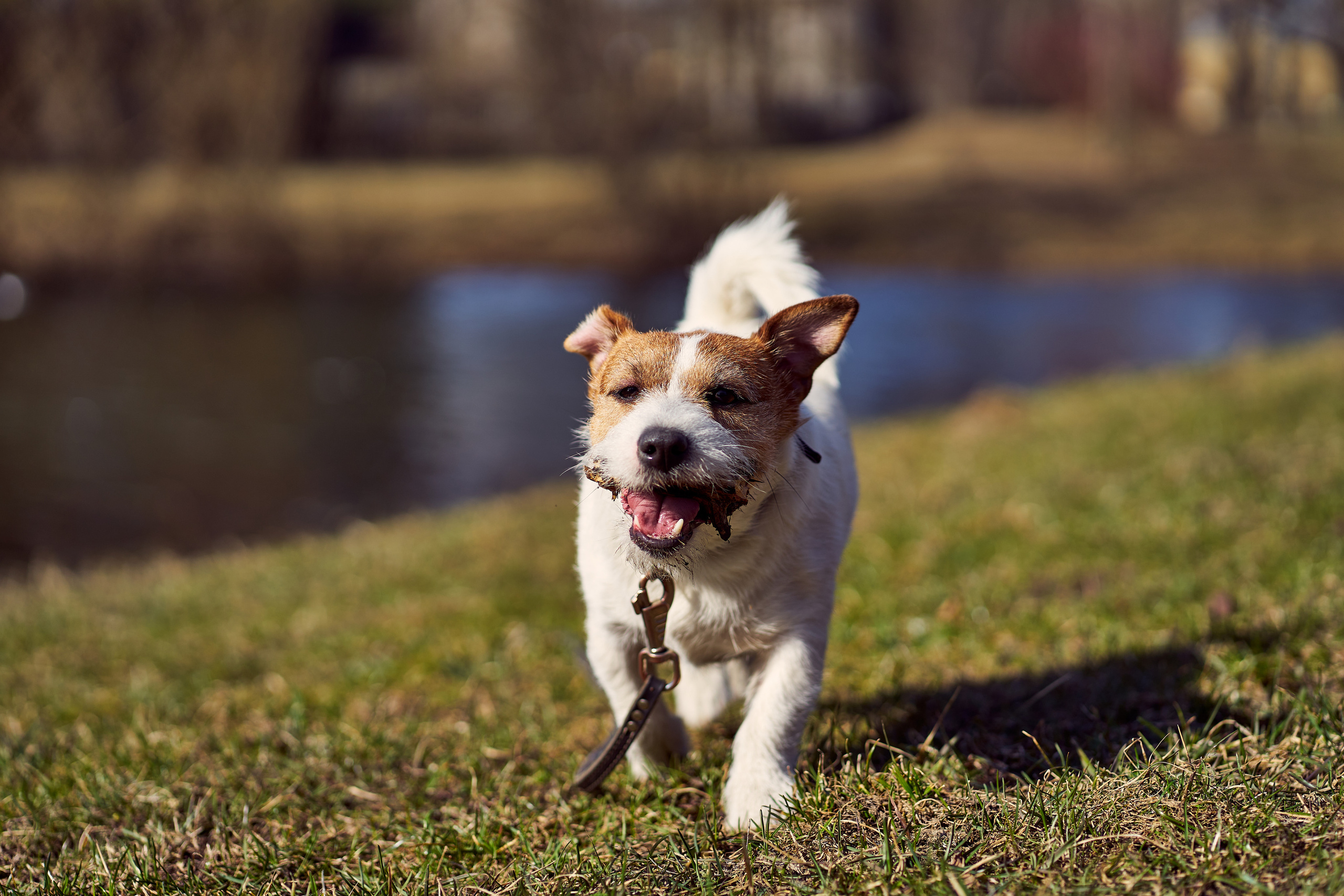 Jack Russell Terrier