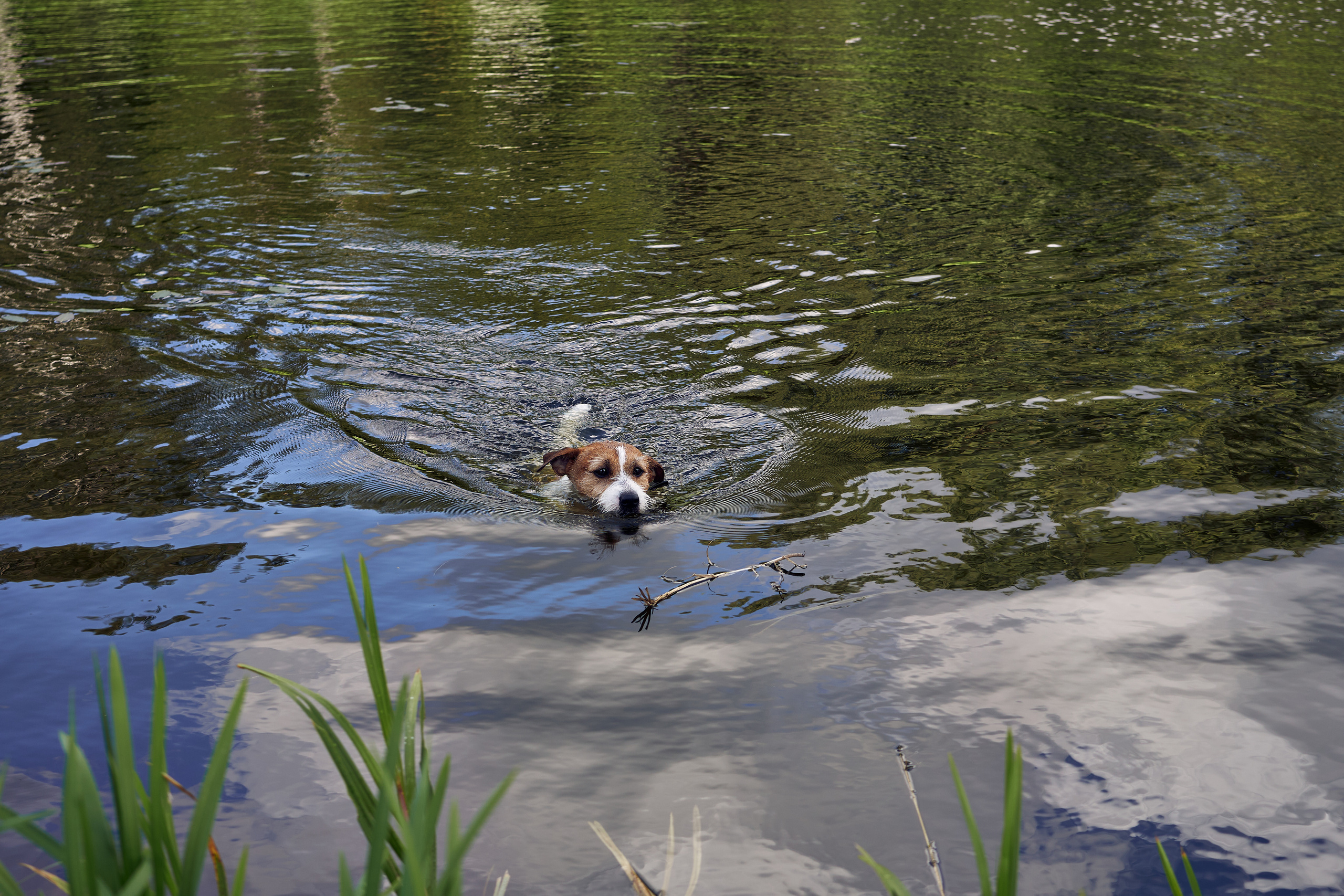 Jack Russell Terrier