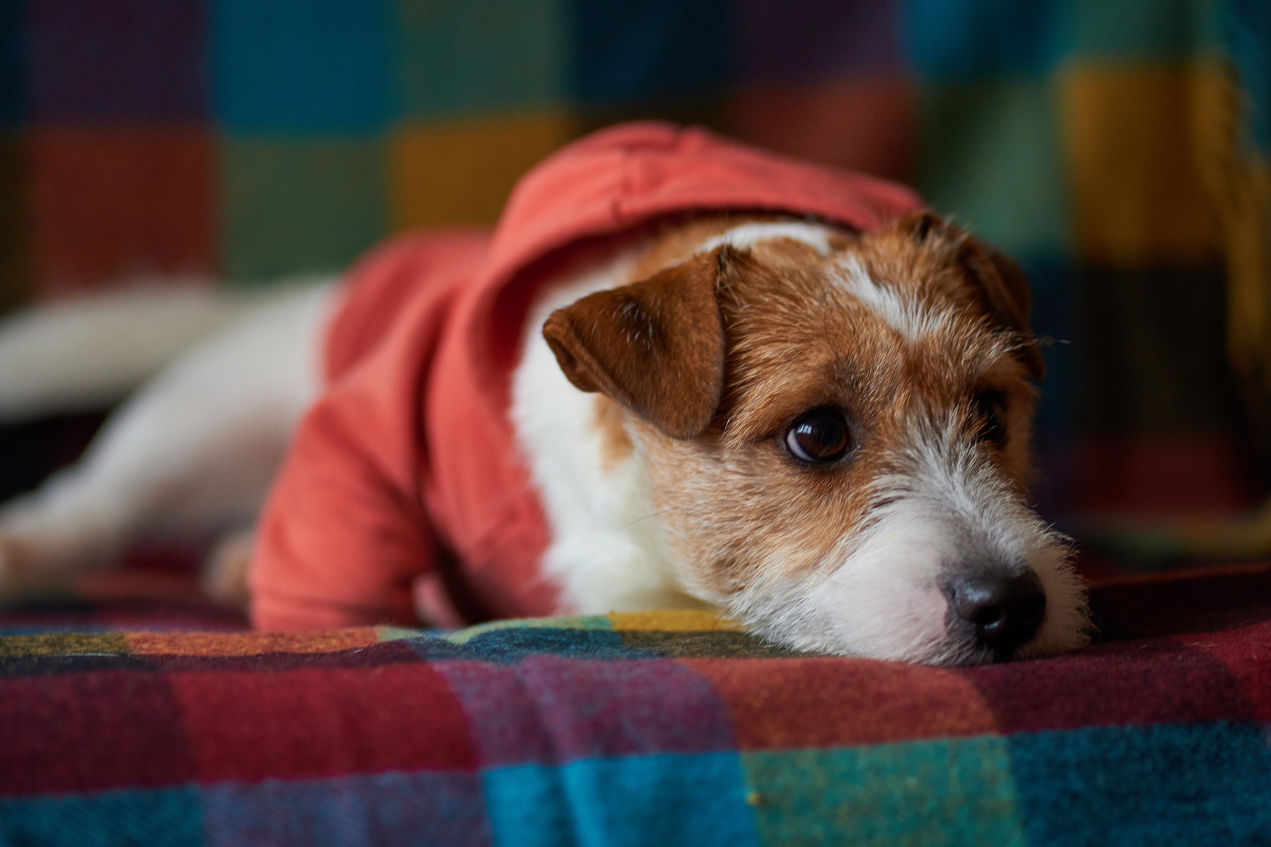 Jack Russell Terrier