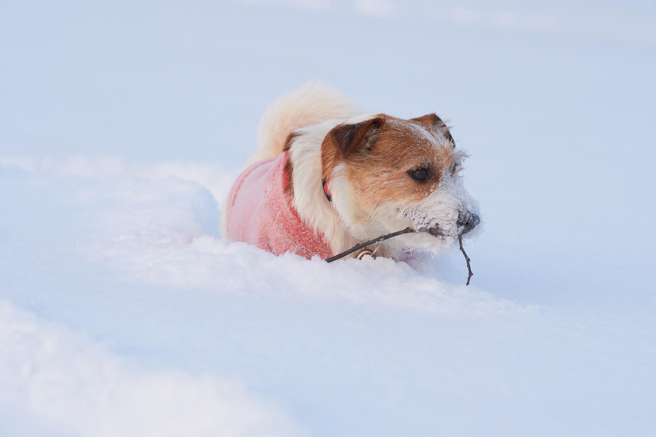 Jack Russell Terrier