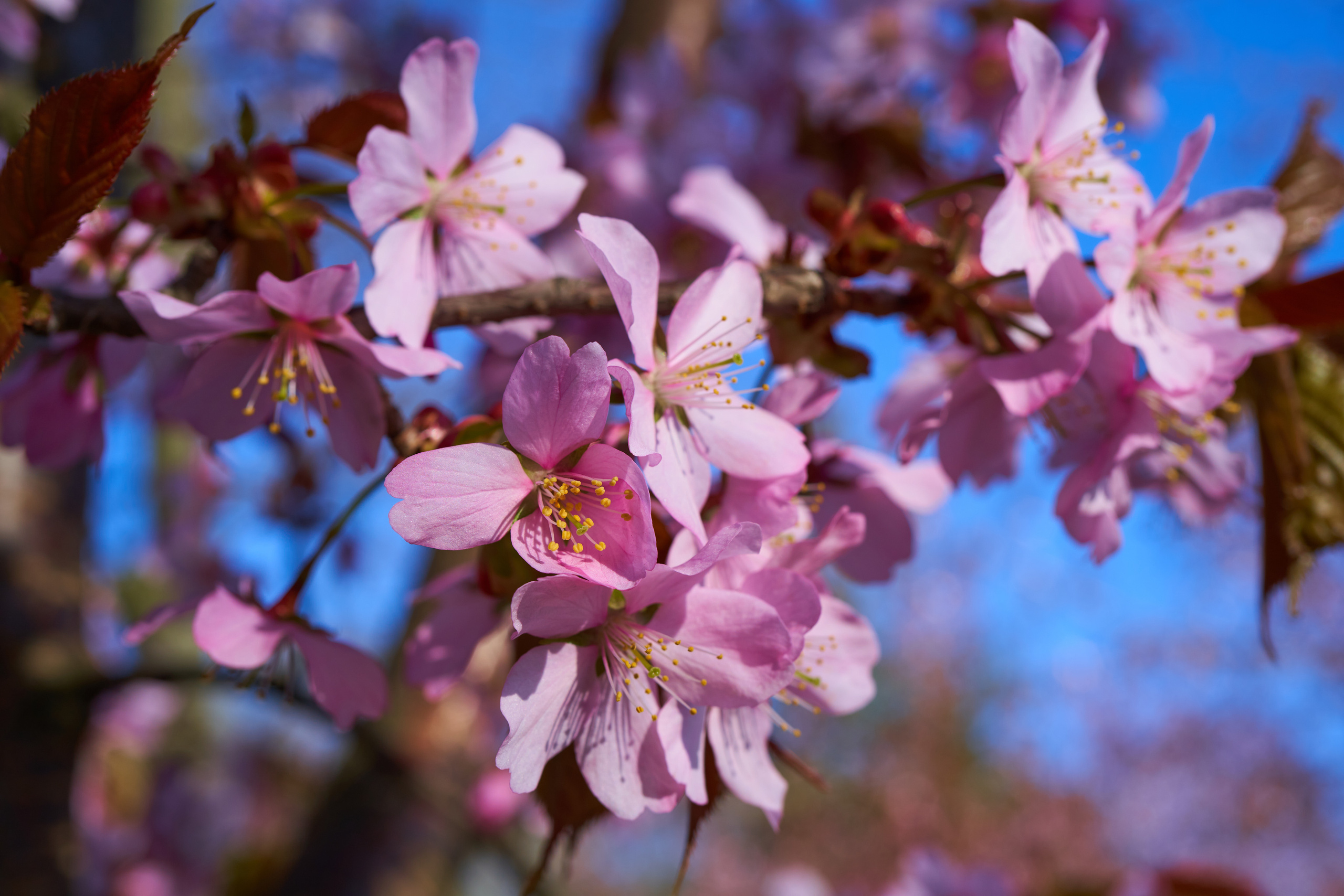 Сакура в Ботаническом саду в Санкт-Петербурге