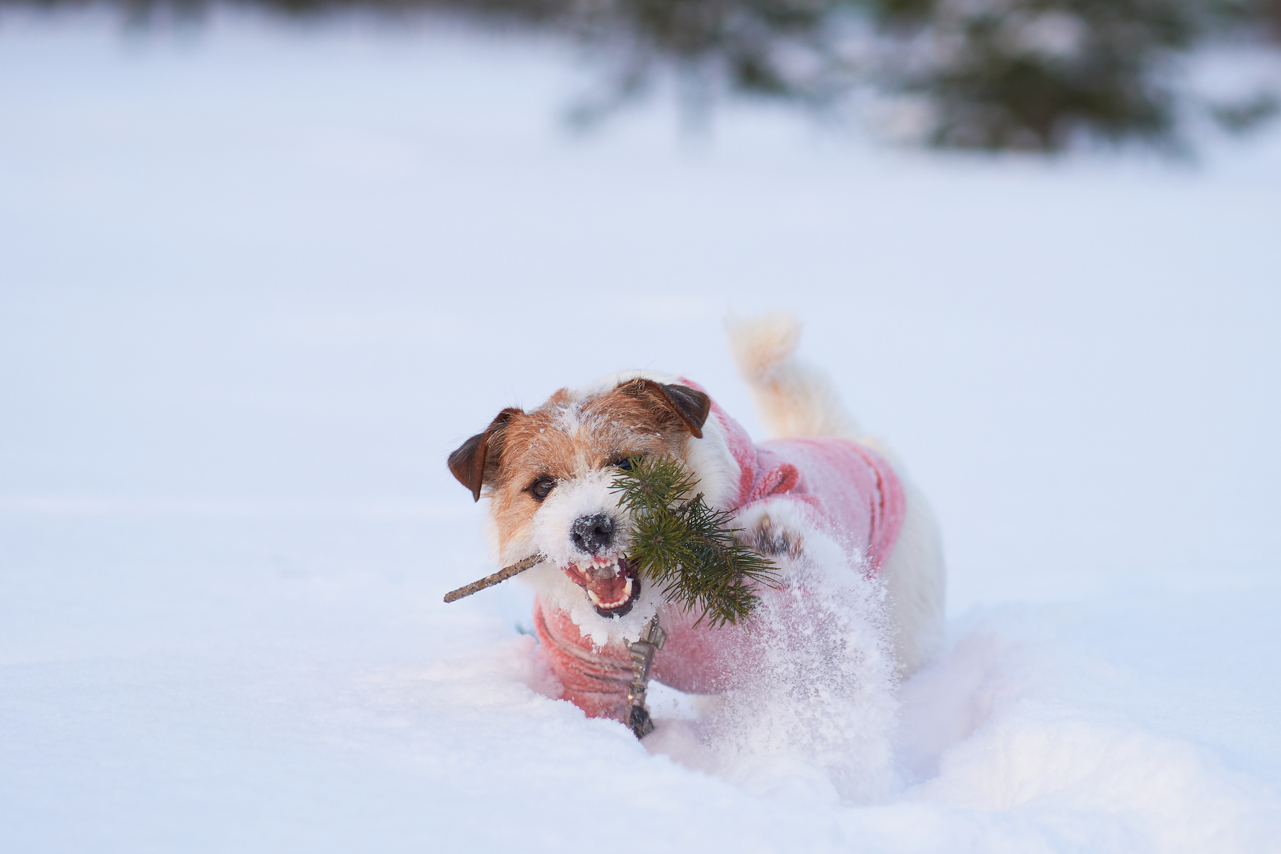 Джек Рассел Терьер зимой на прогулке