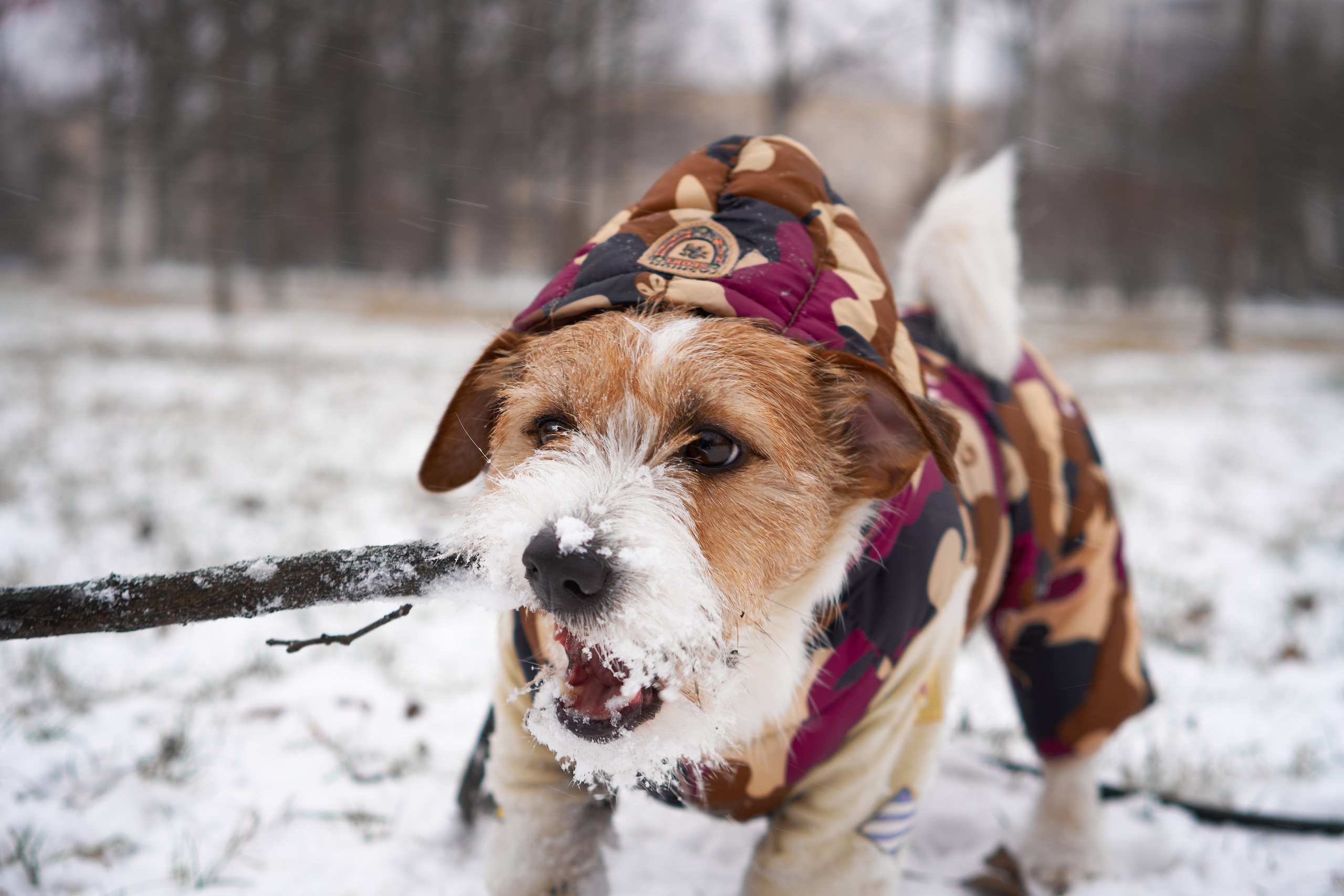 Jack Russell Terrier