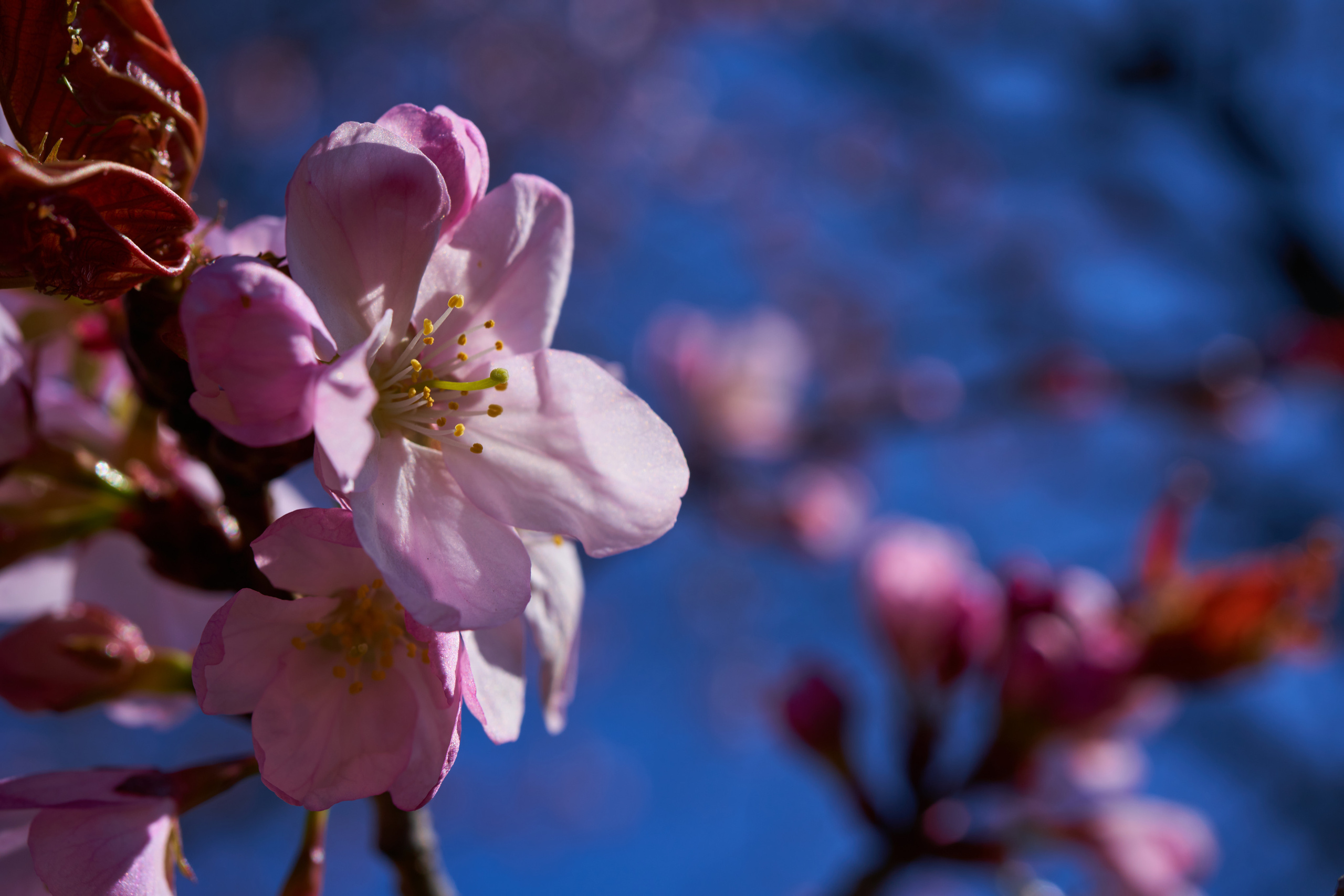 Сакура в цвету в Ботаническом саду в Санкт-Петербурге