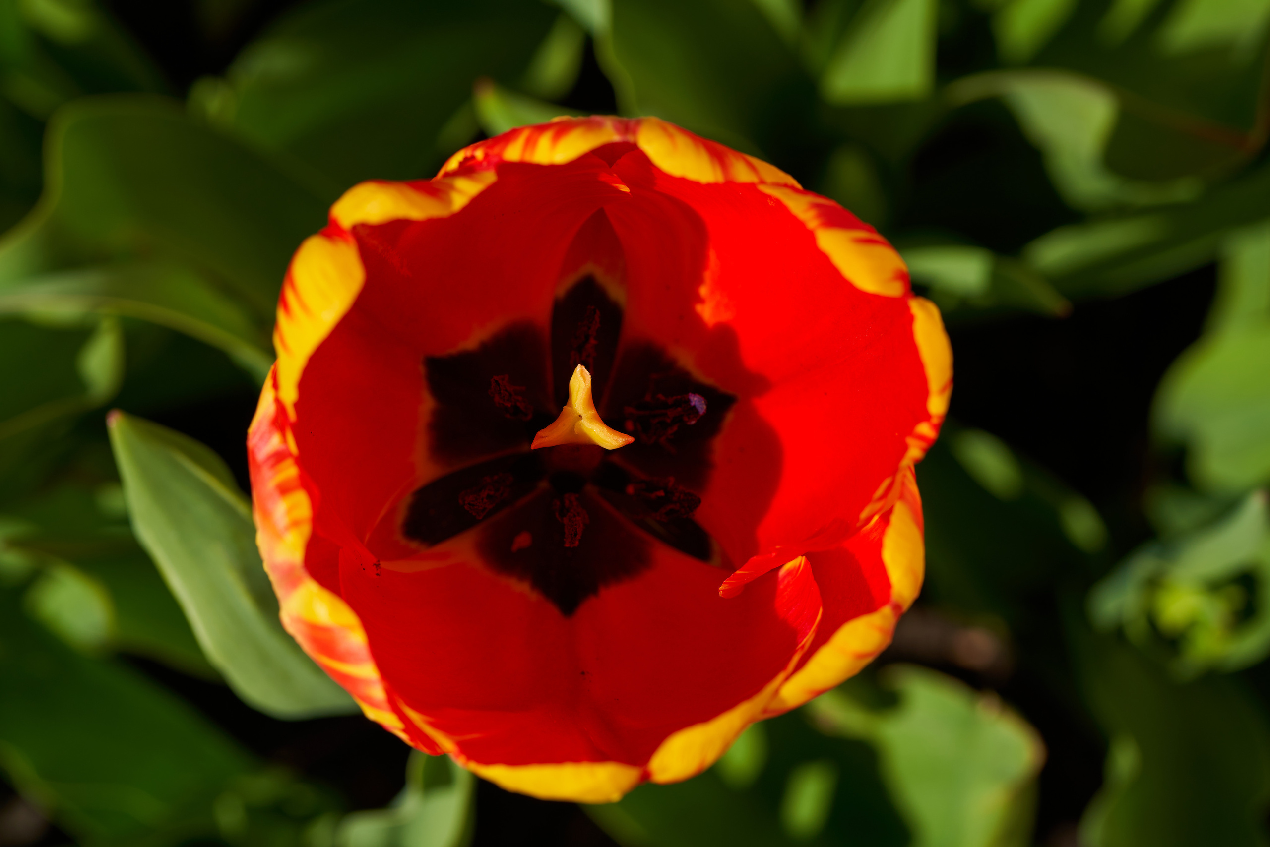 Тюльпаны весной в Ботаническом саду в Санкт-Петербурге