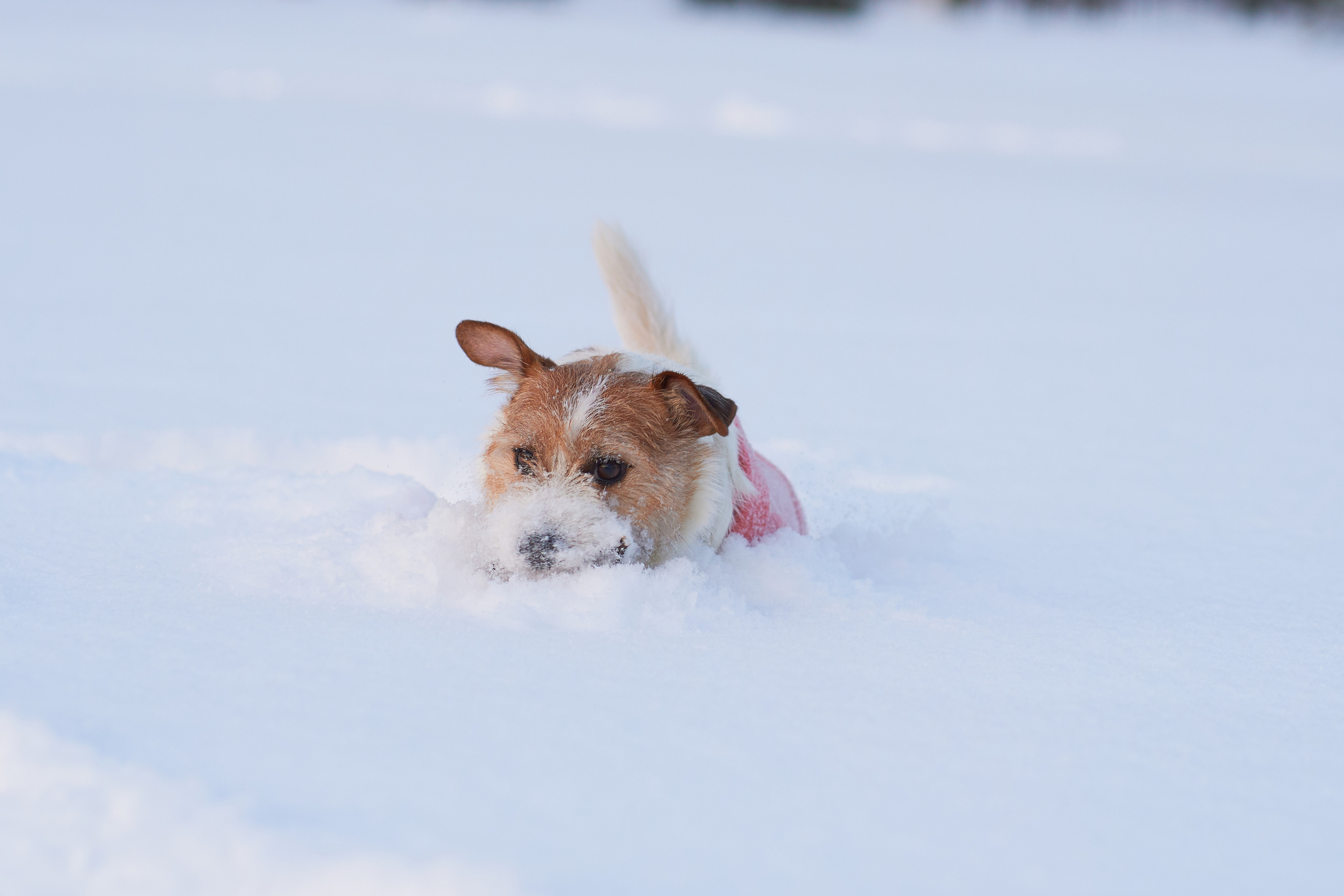 Jack Russell Terrier