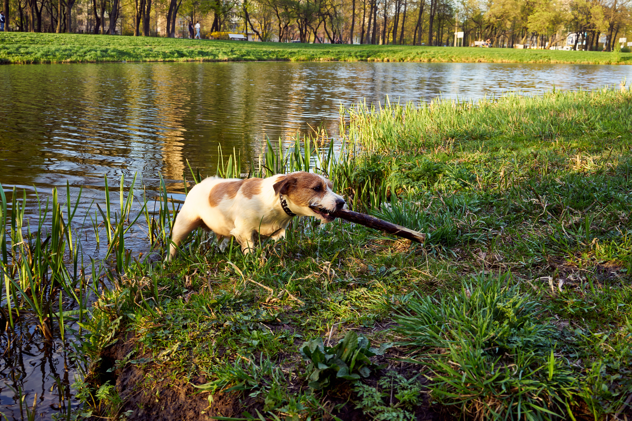 Jack Russell Terrier