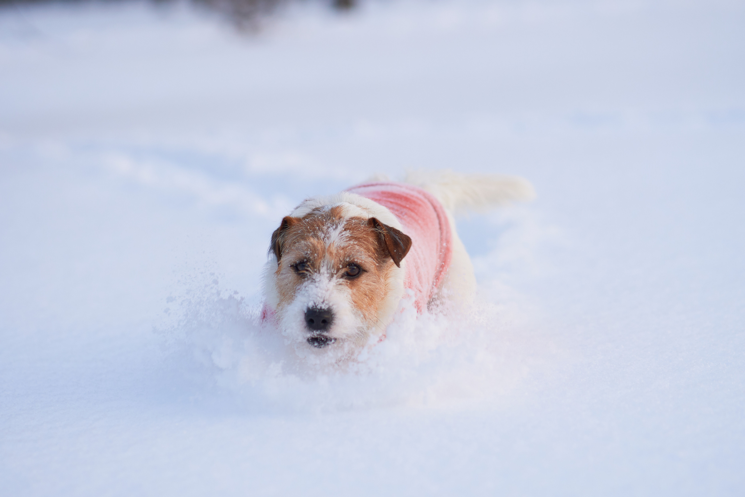 Джек Рассел Терьер - это собака-мечта