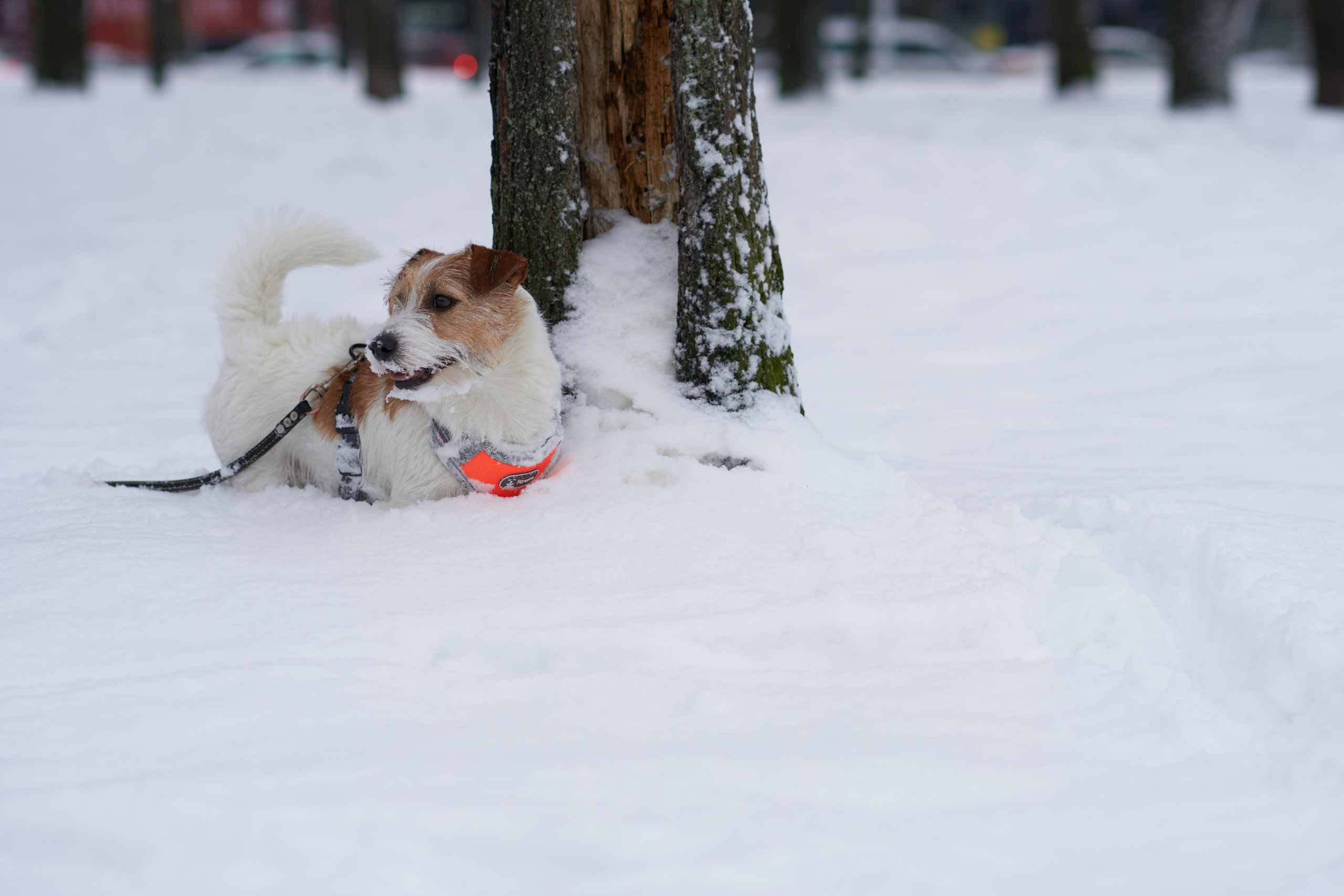 Jack Russell Terrier