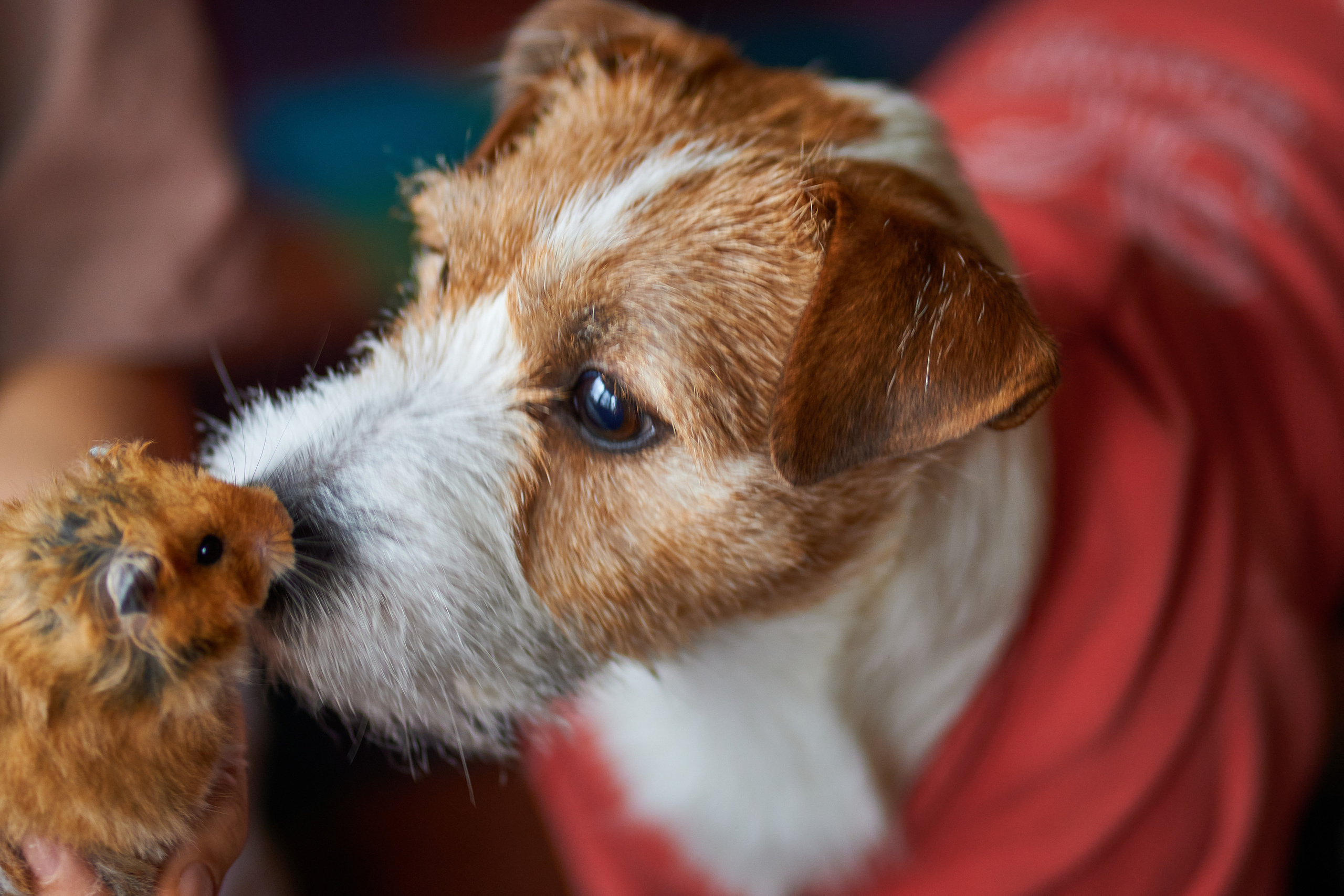 Jack Russell Terrier