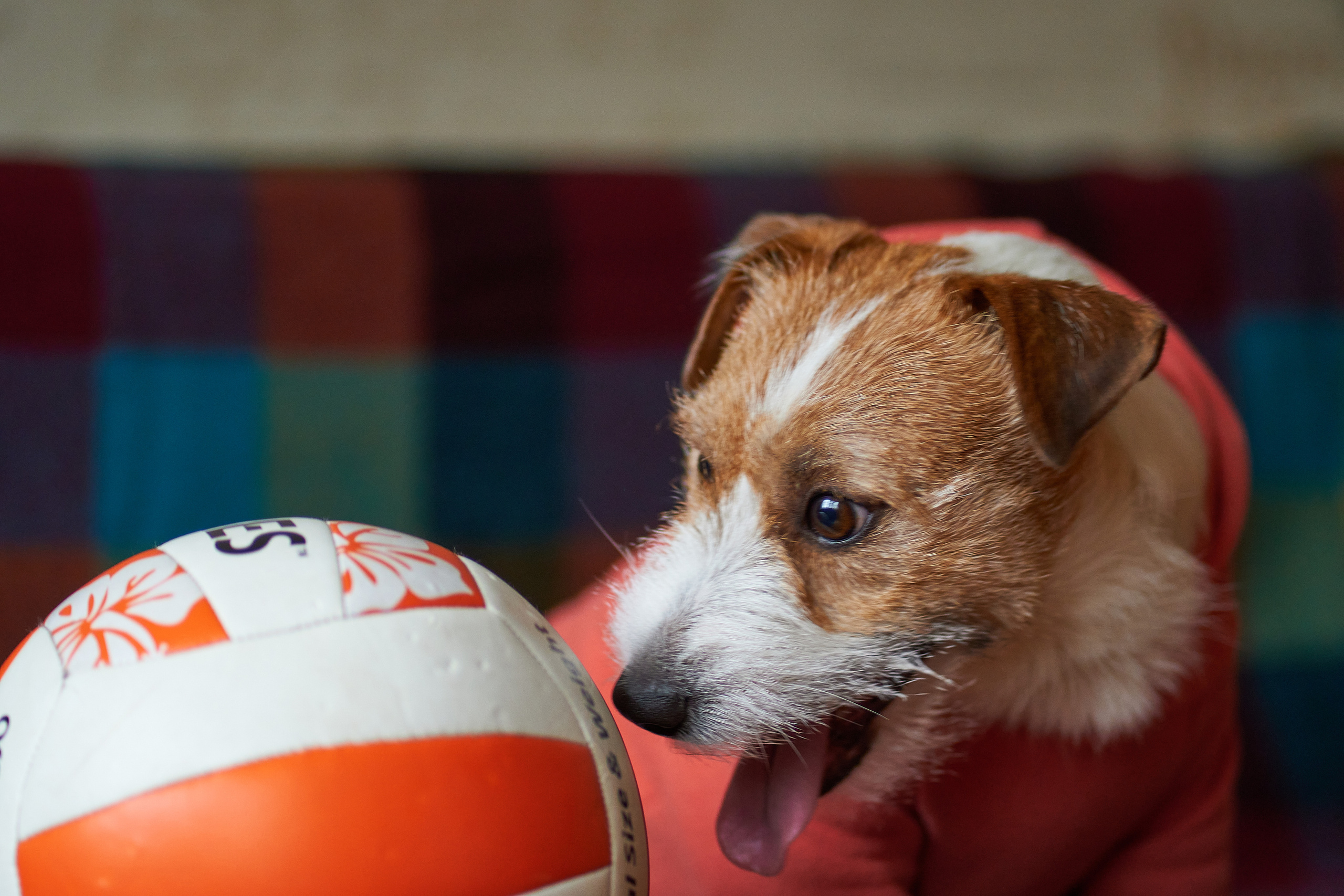 Jack Russell Terrier